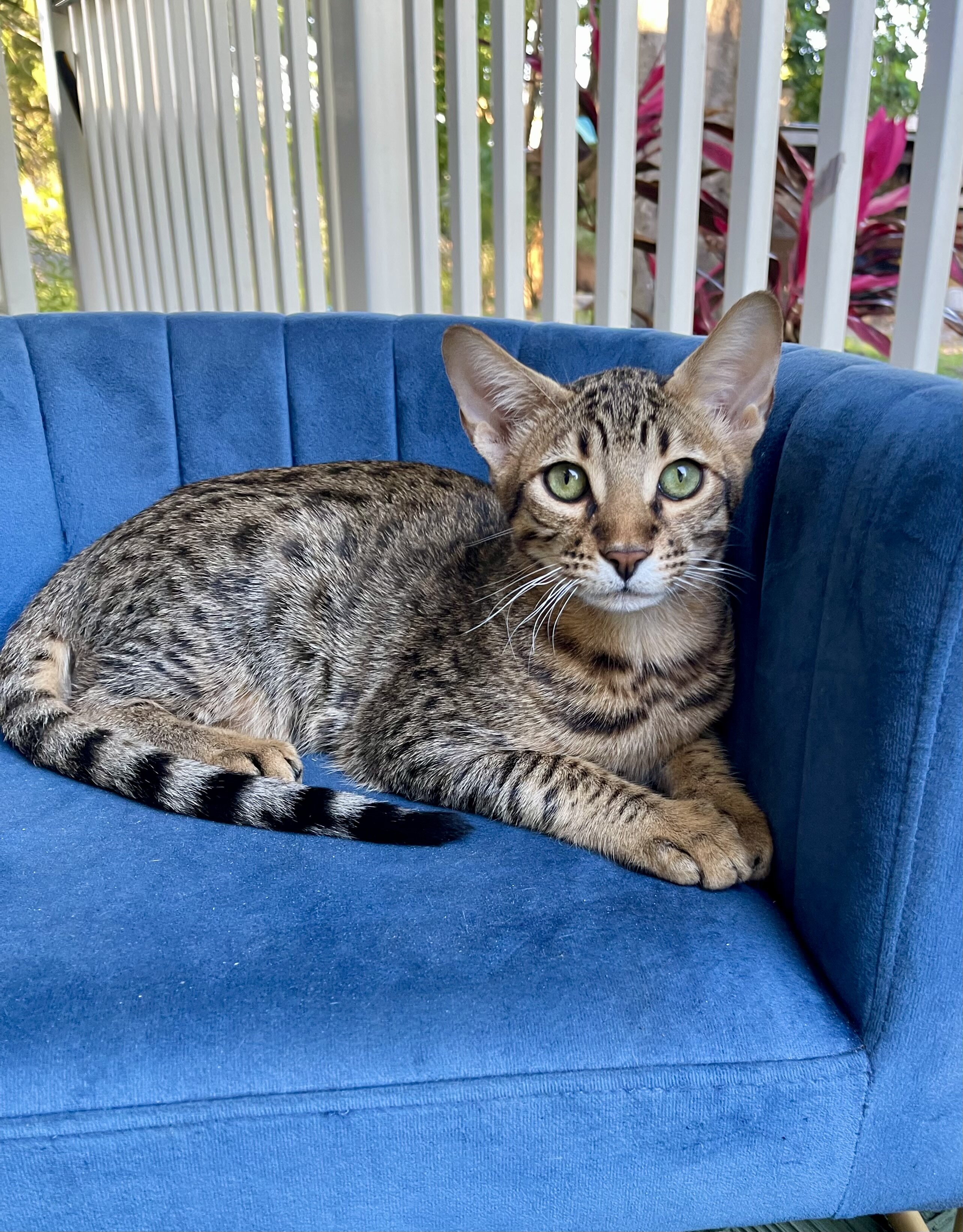 Savannah  kitten image 1
