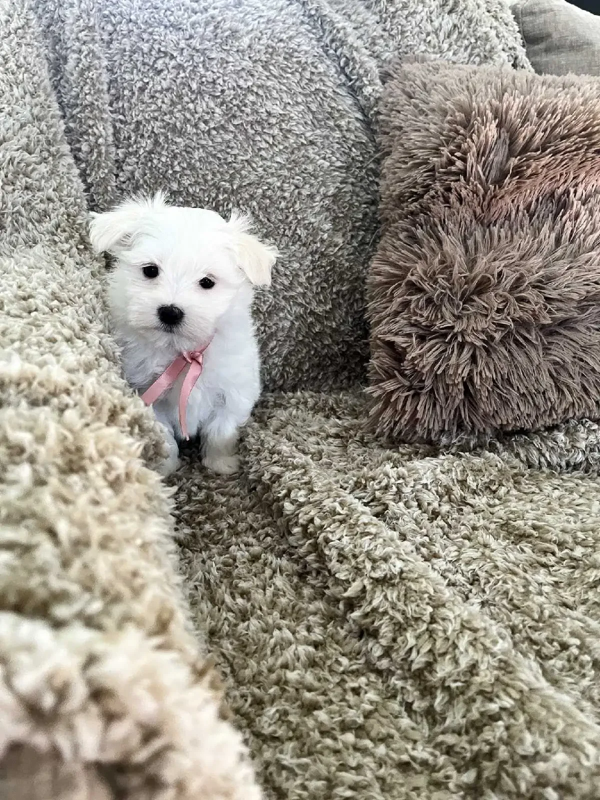 Maltese Puppies available image 1