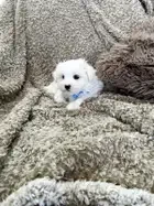 Maltese Puppies available image 2