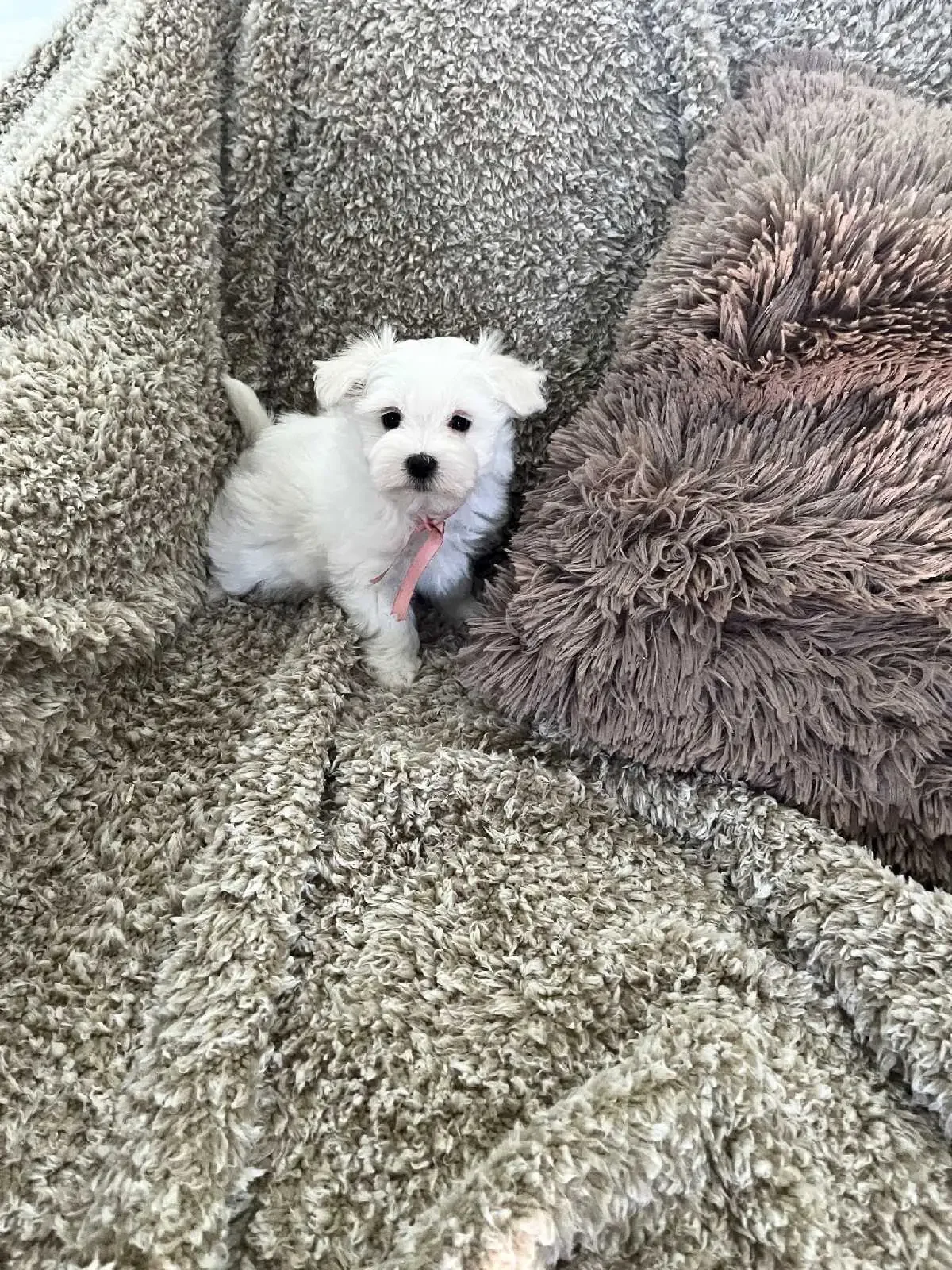 Maltese Puppies available image 3