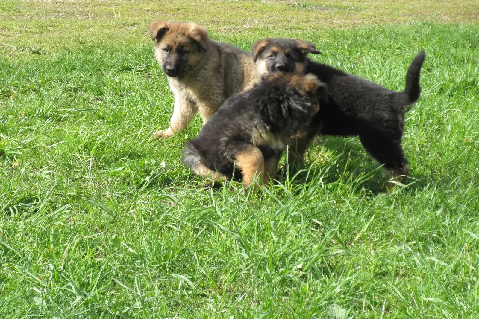 GERMAN SHEPHERD PUPPIES image 1