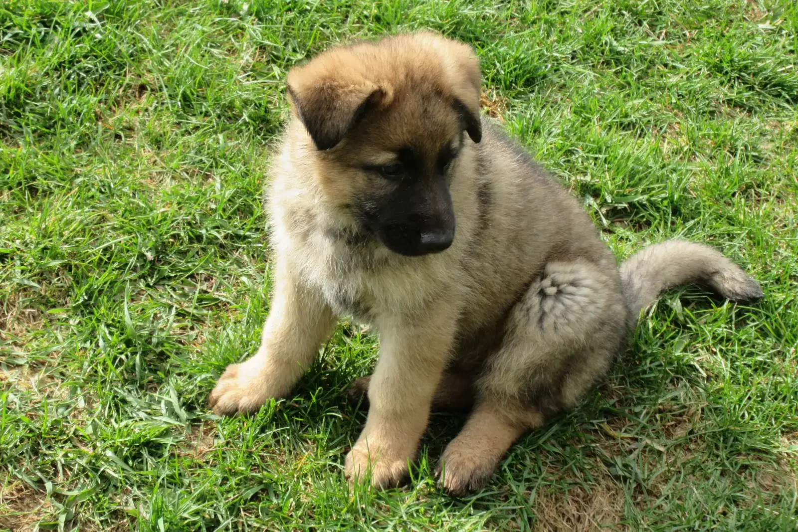 GERMAN SHEPHERD PUPPIES image 3