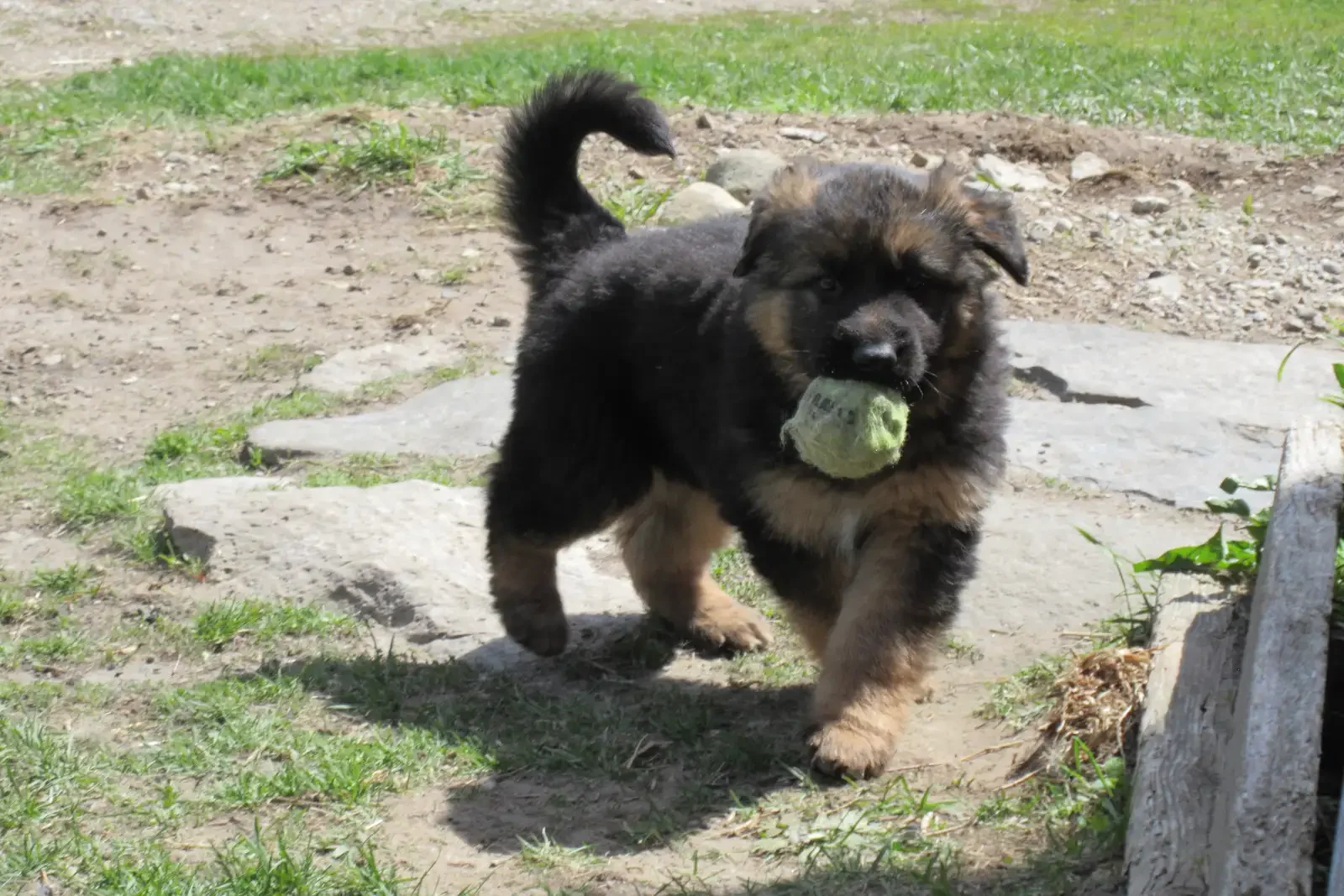 GERMAN SHEPHERD PUPPIES image 2
