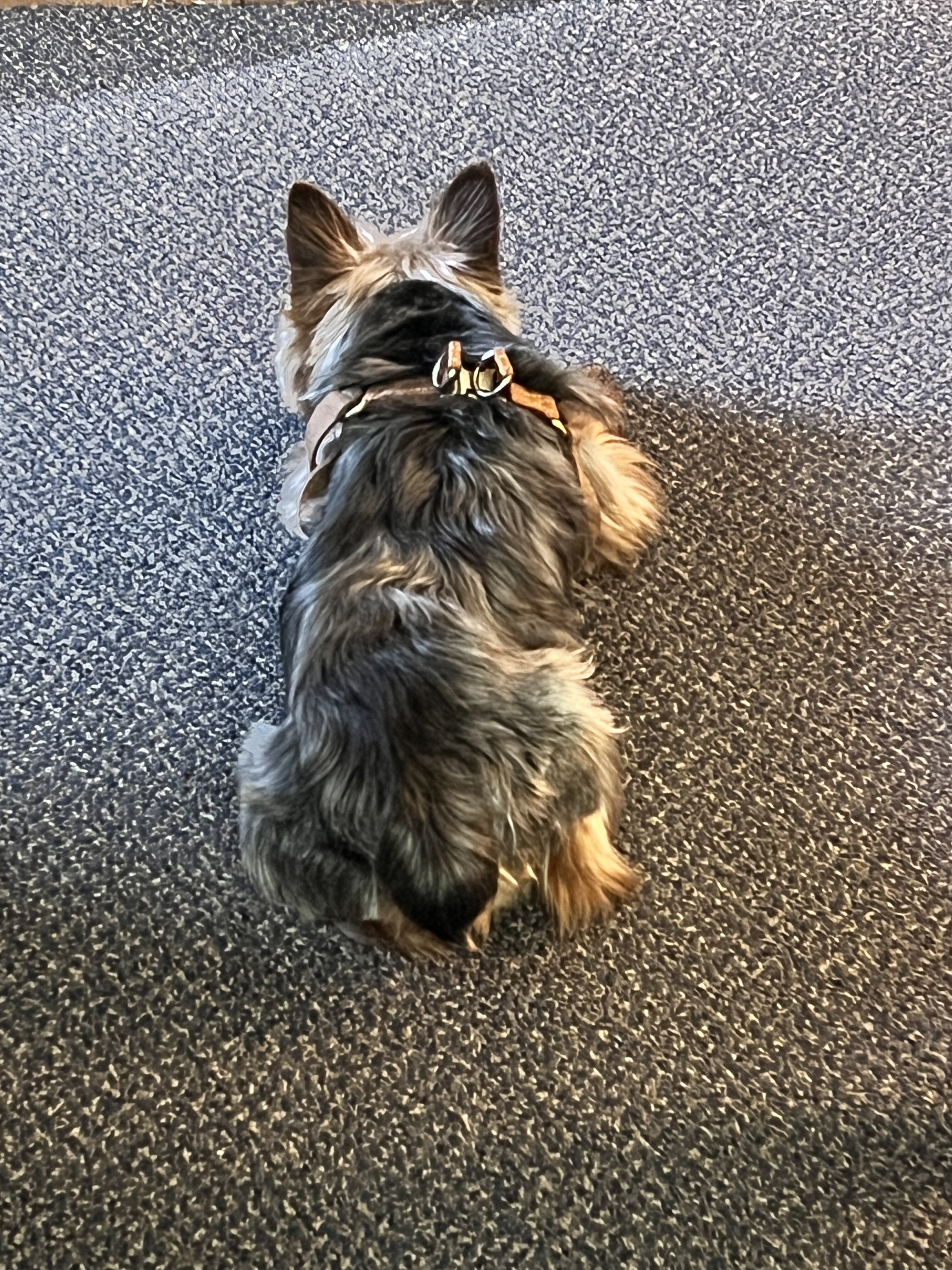 3 Year Old Yorkshire Terrier Pure Bred image 3
