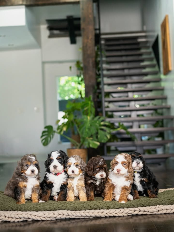 🐶 Adorable Bernedoodle Puppies Ready for Sale image 1