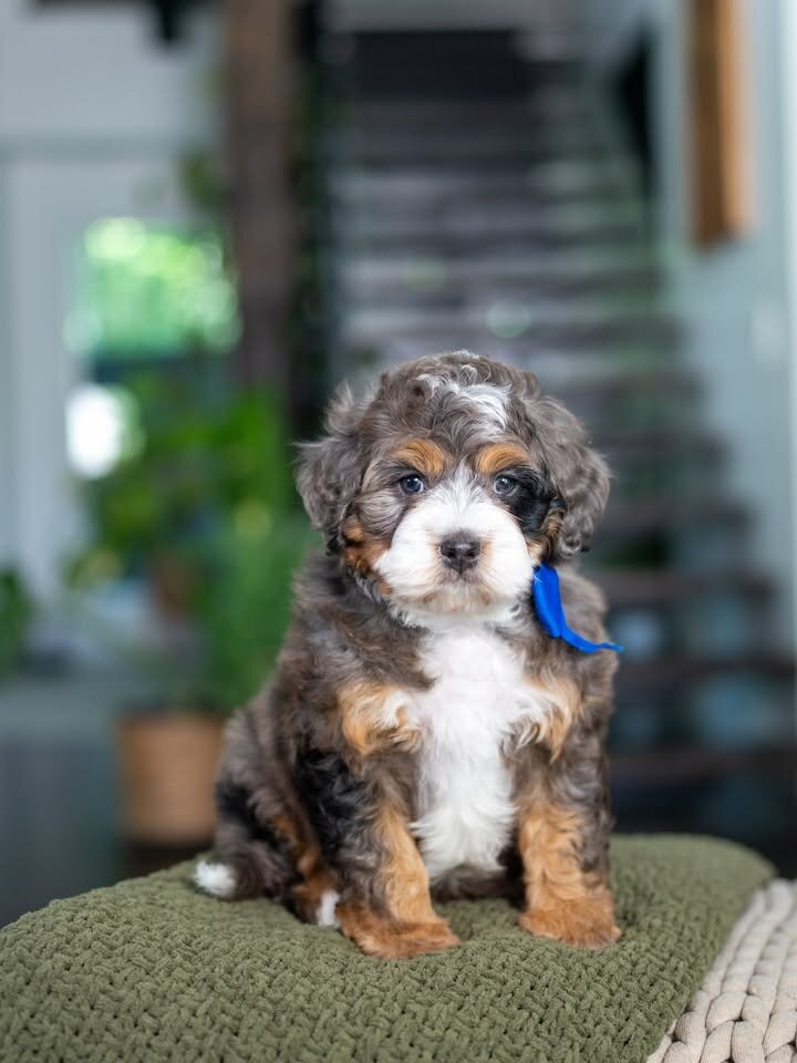🐶 Adorable Bernedoodle Puppies Ready for Sale image 7