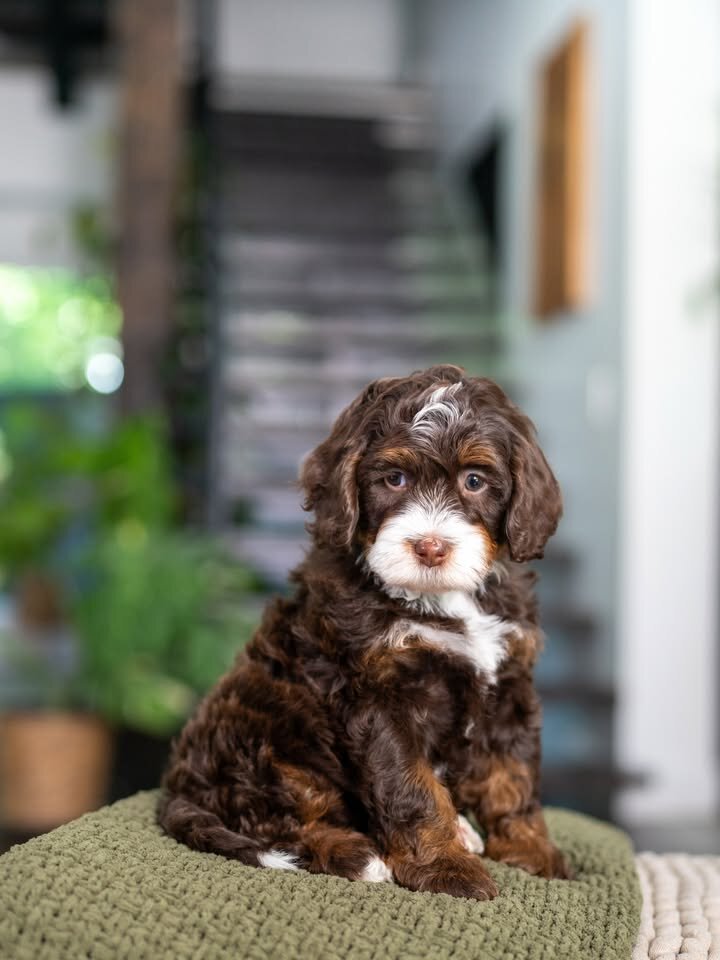 🐶 Adorable Bernedoodle Puppies Ready for Sale image 6