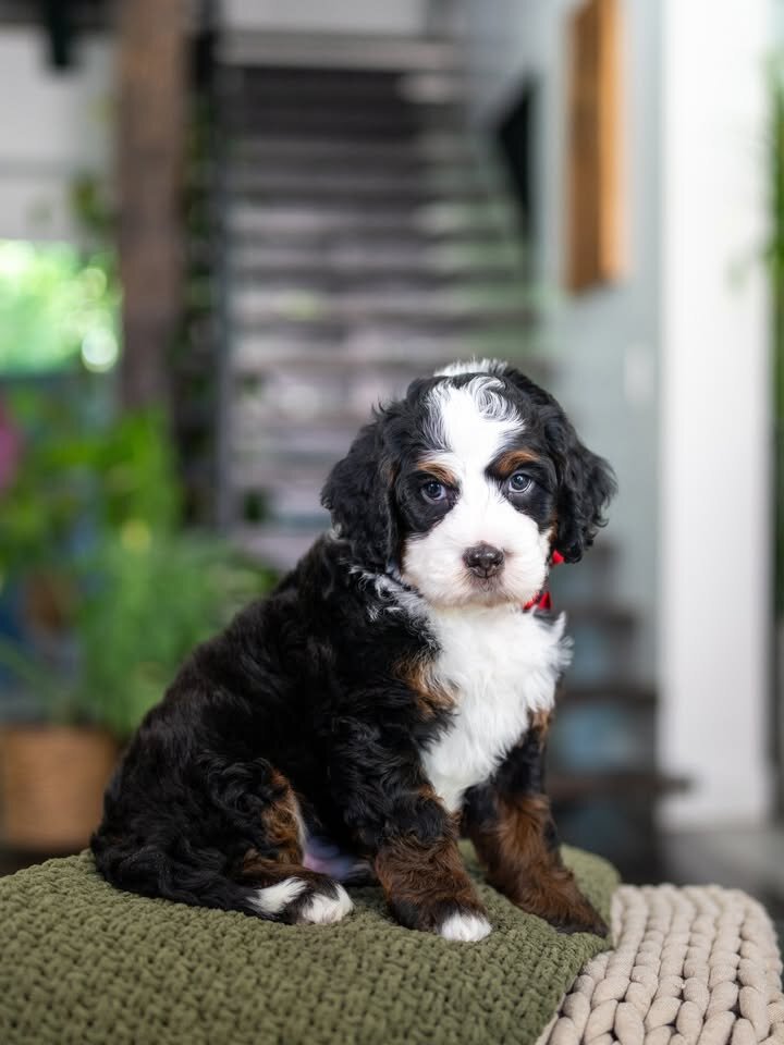🐶 Adorable Bernedoodle Puppies Ready for Sale image 5
