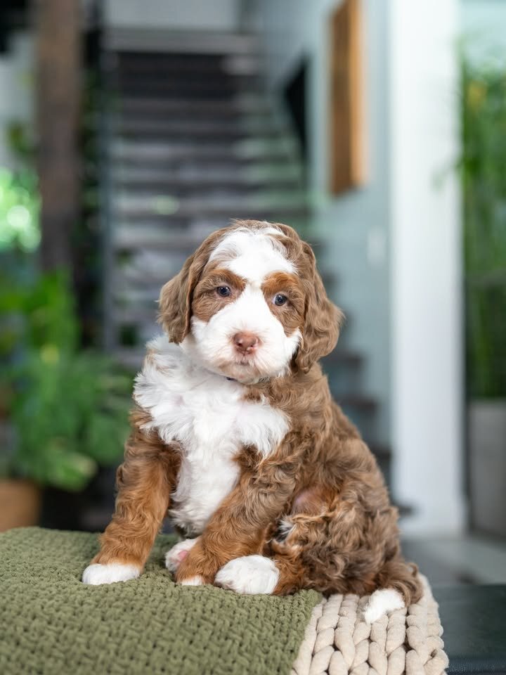 🐶 Adorable Bernedoodle Puppies Ready for Sale image 4