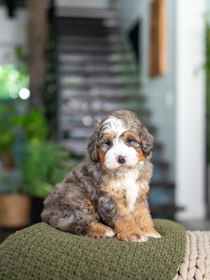 🐶 Adorable Bernedoodle Puppies Ready for Sale image 3