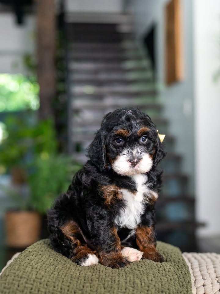 🐶 Adorable Bernedoodle Puppies Ready for Sale image 2