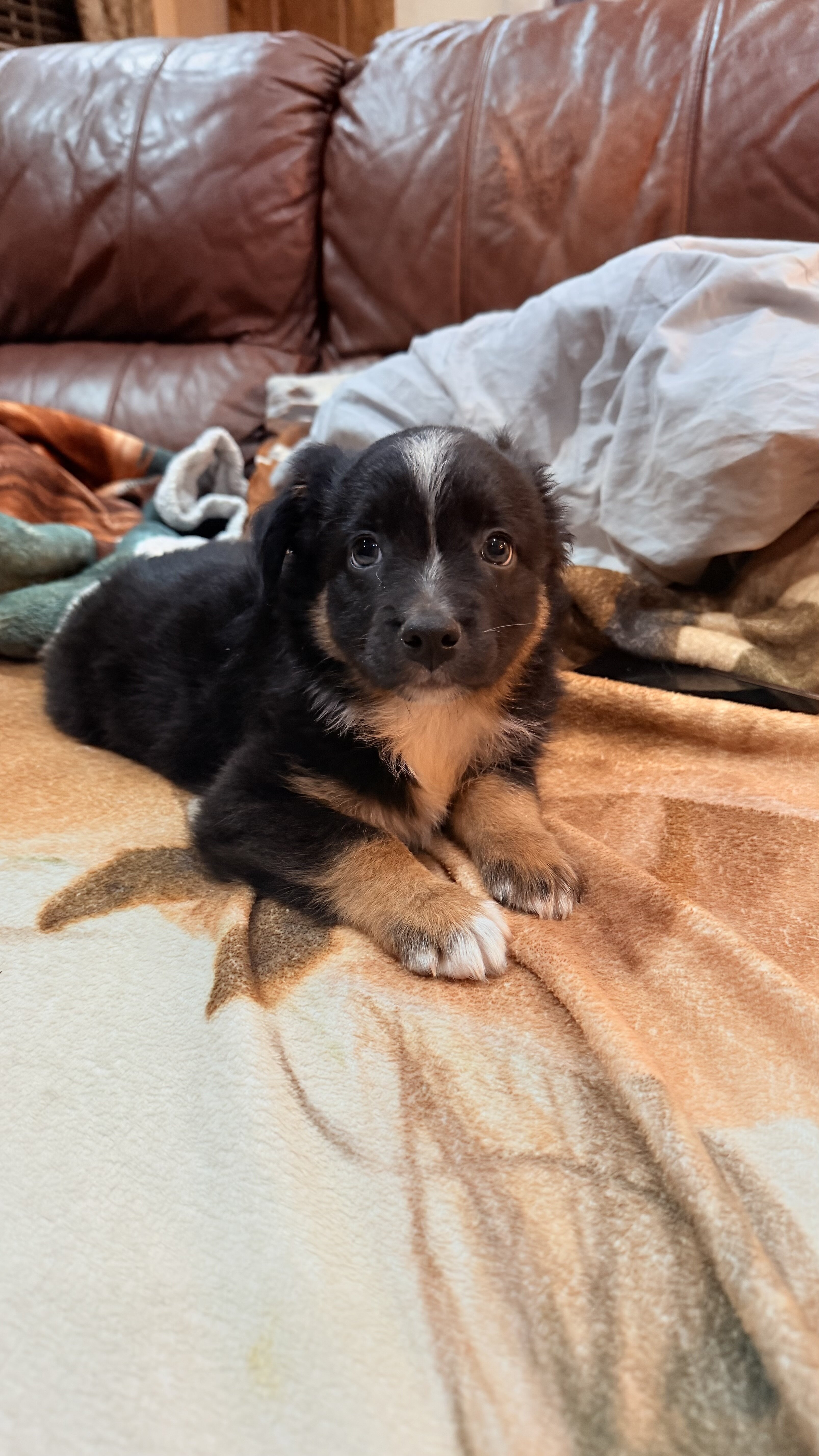 Mini Aussie image 5