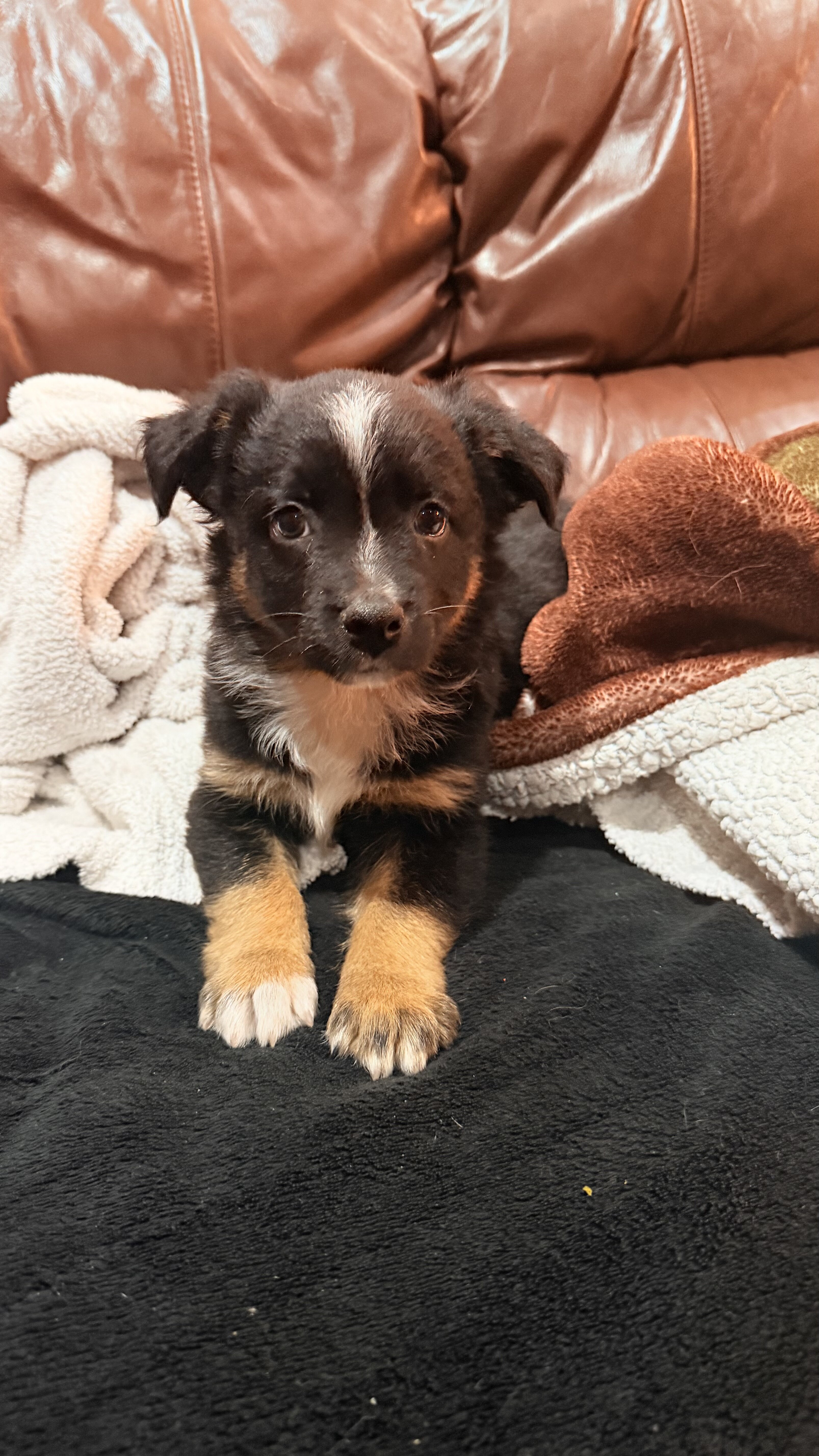 Mini Aussie image 1