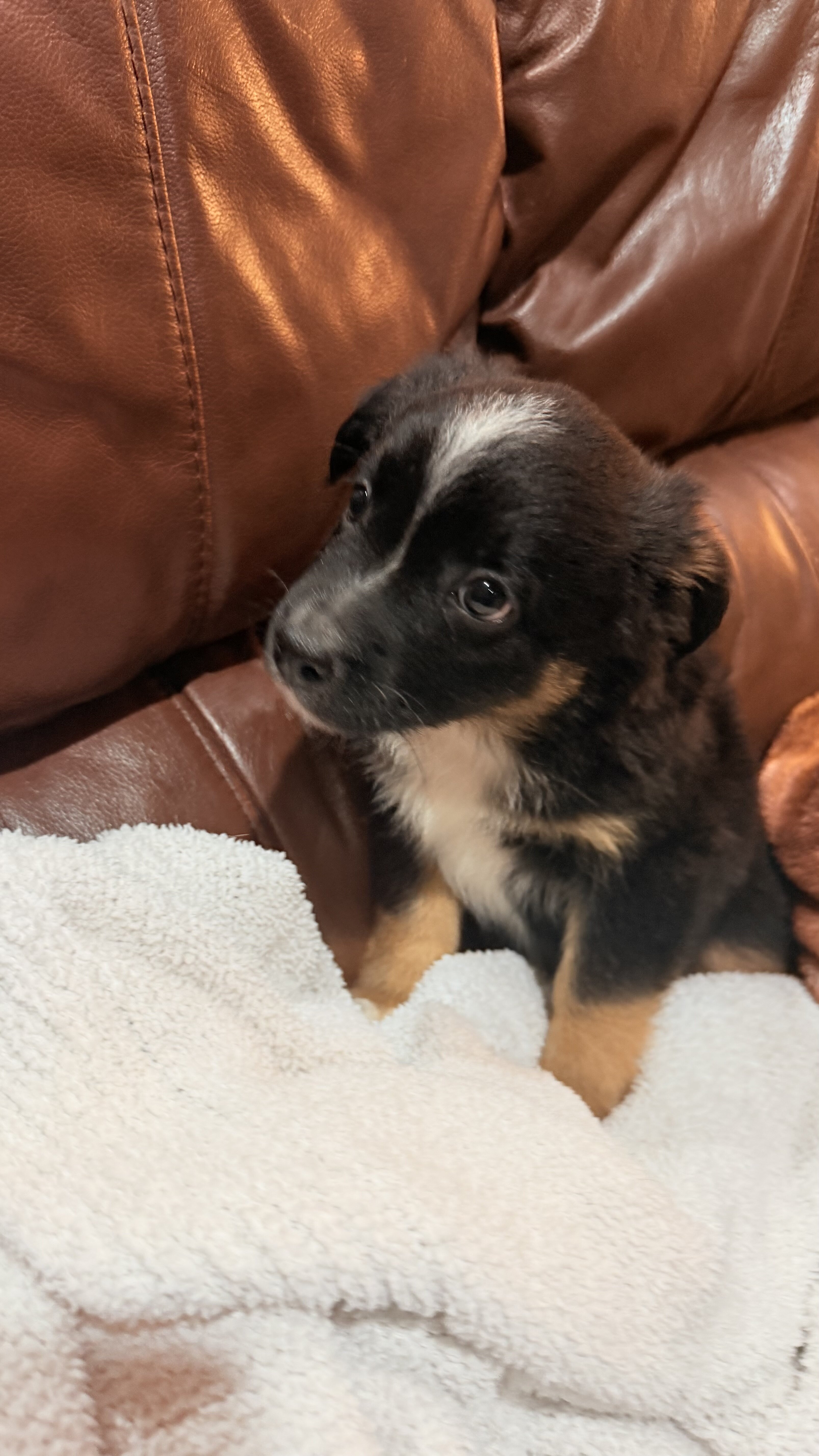 Mini Aussie image 6