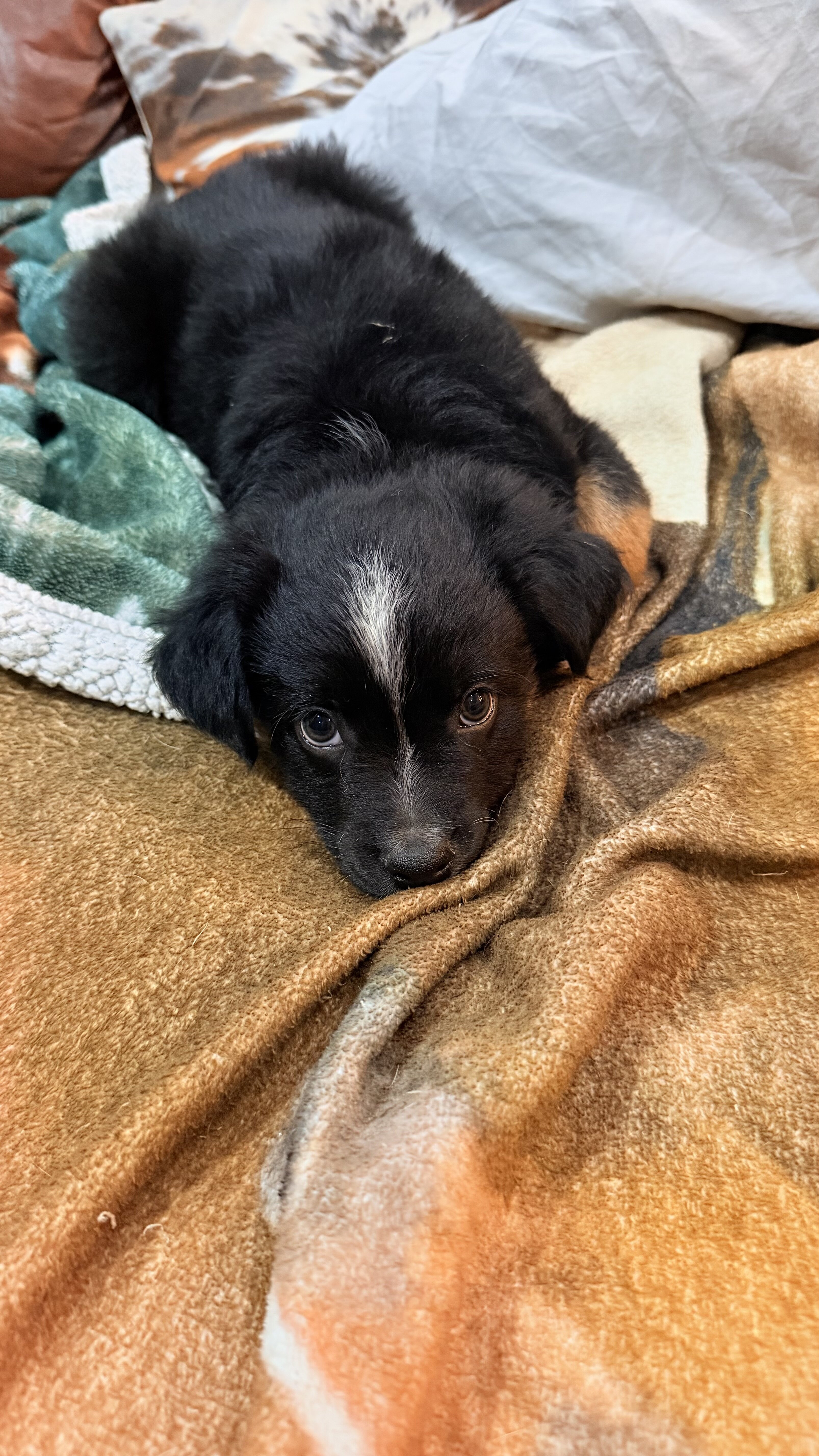 Mini Aussie image 3