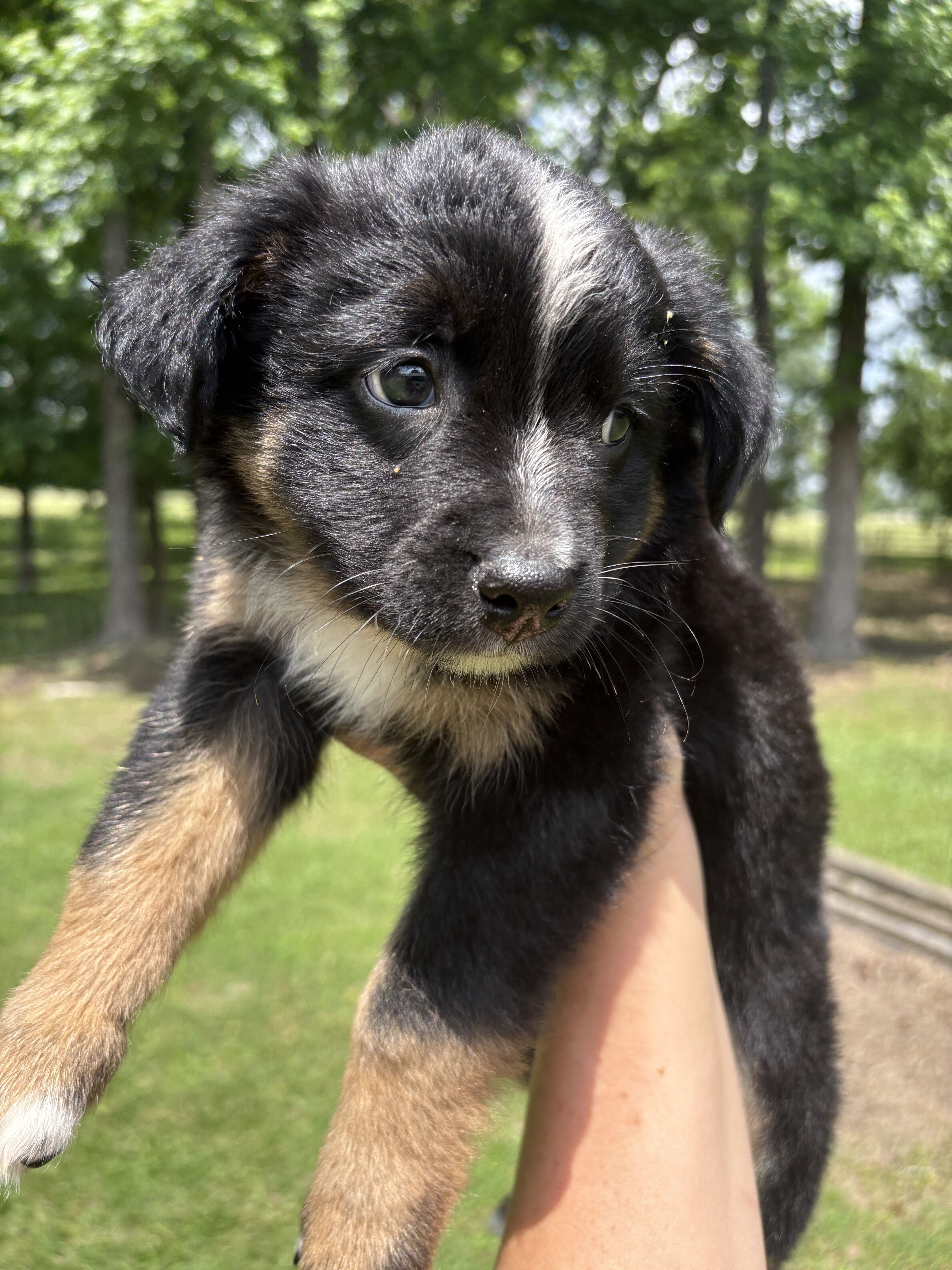 Mini Aussie image 4