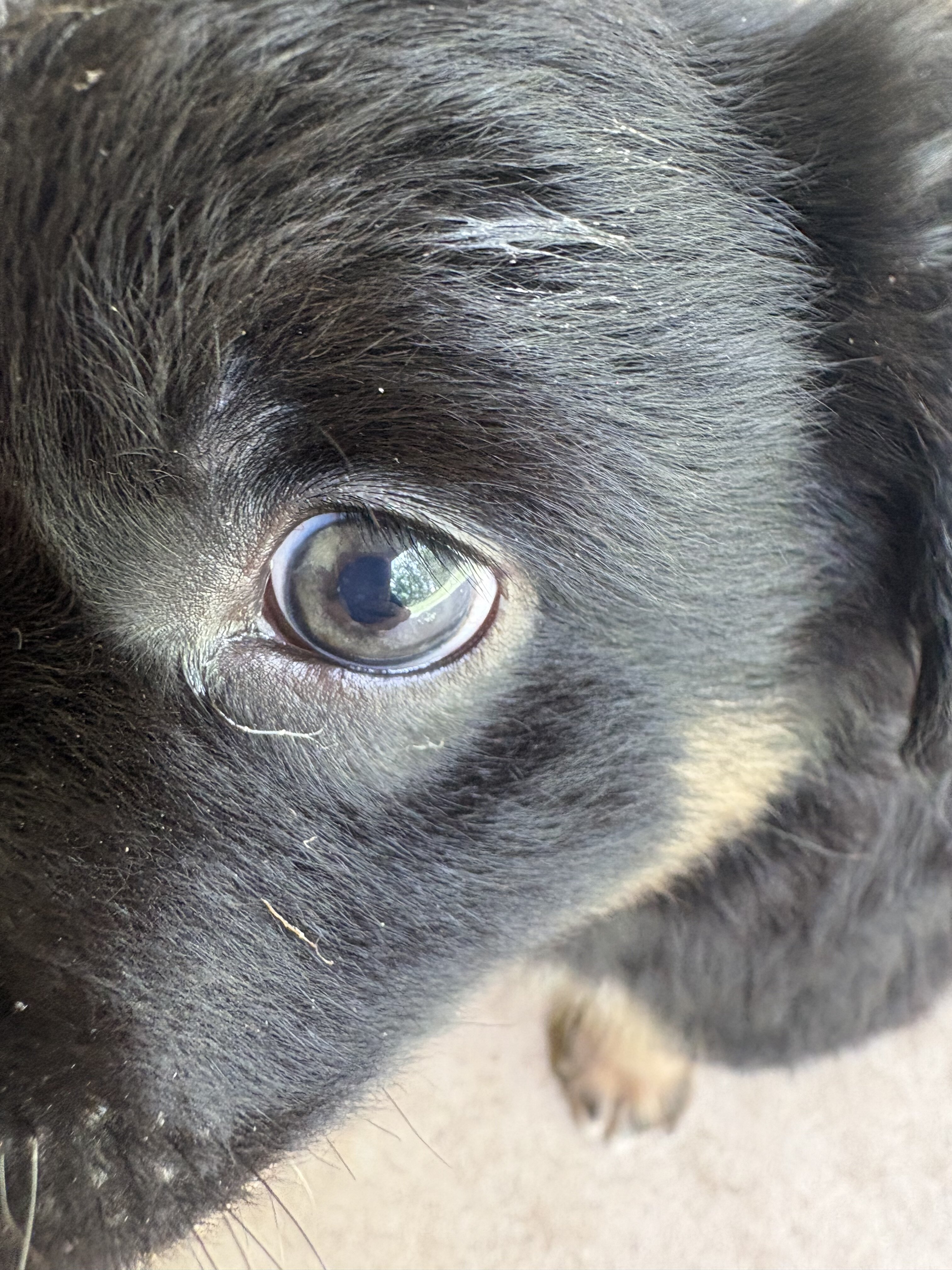 Mini Aussie image 2