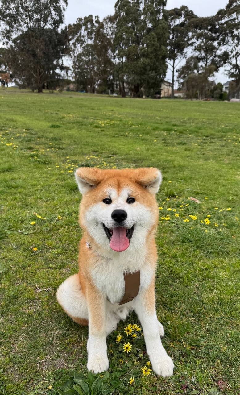ADORABLE AKITA PUPIES image 4