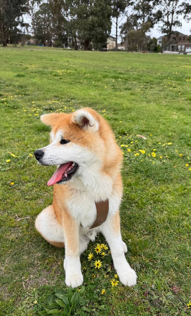 ADORABLE AKITA PUPIES image 3