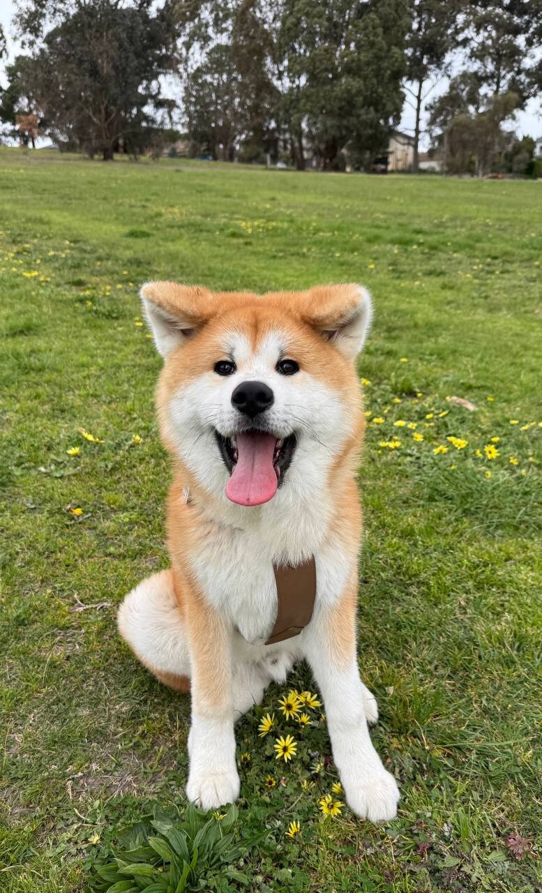 ADORABLE AKITA PUPIES image 1