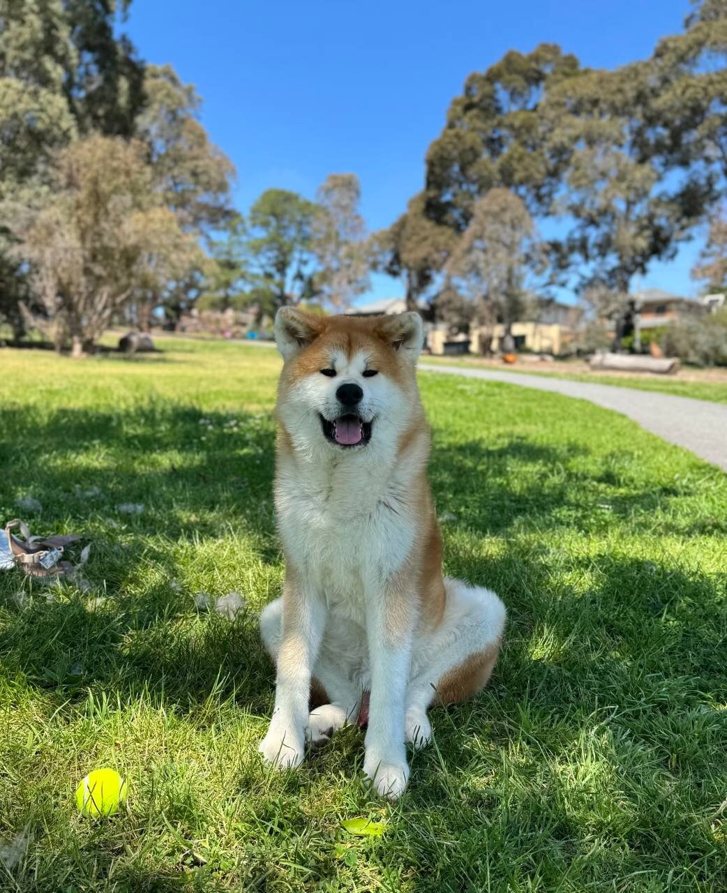 ADORABLE AKITA PUPIES image 5