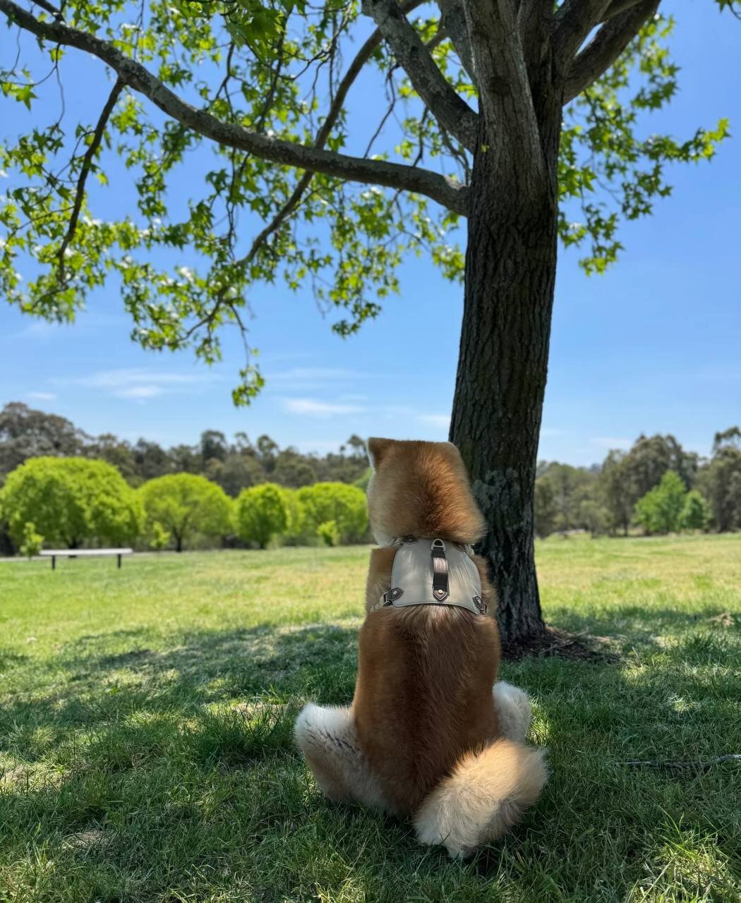 ADORABLE AKITA PUPIES image 2