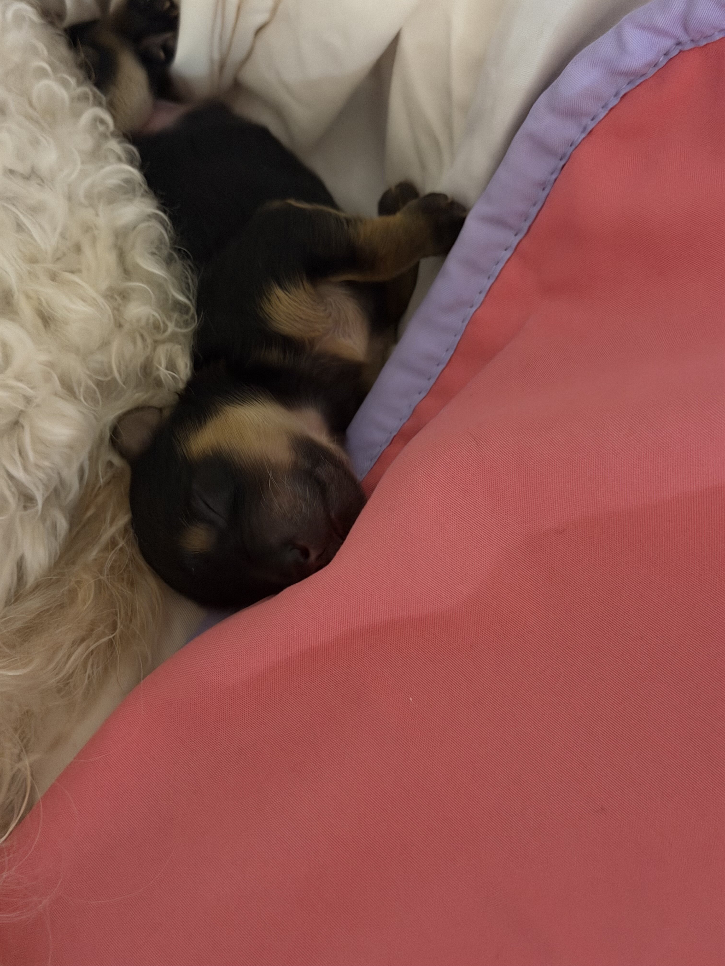 Adorable teacup Yorker puppies for sale🐶 image 1