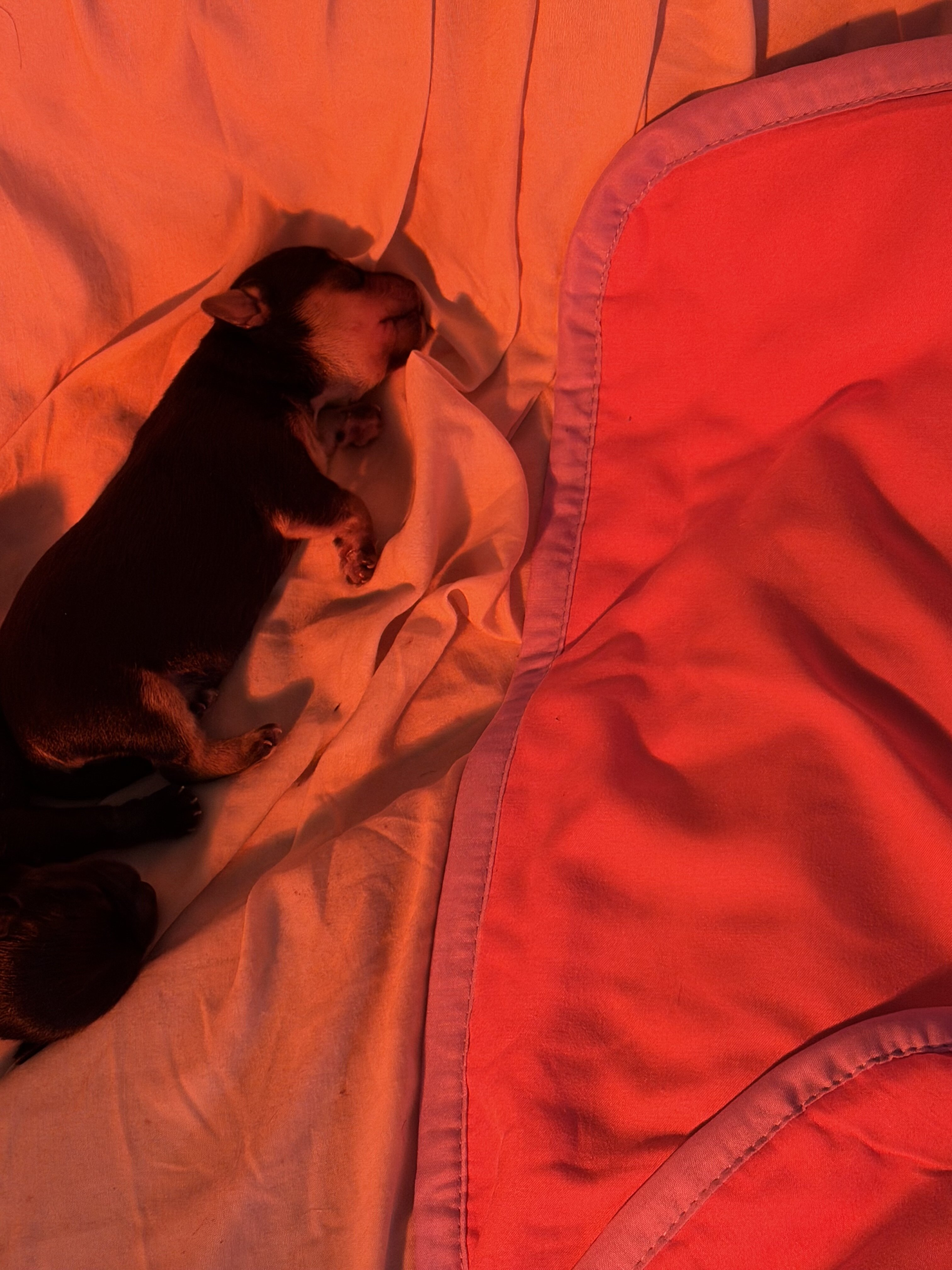 Adorable teacup Yorker puppies for sale🐶 image 2