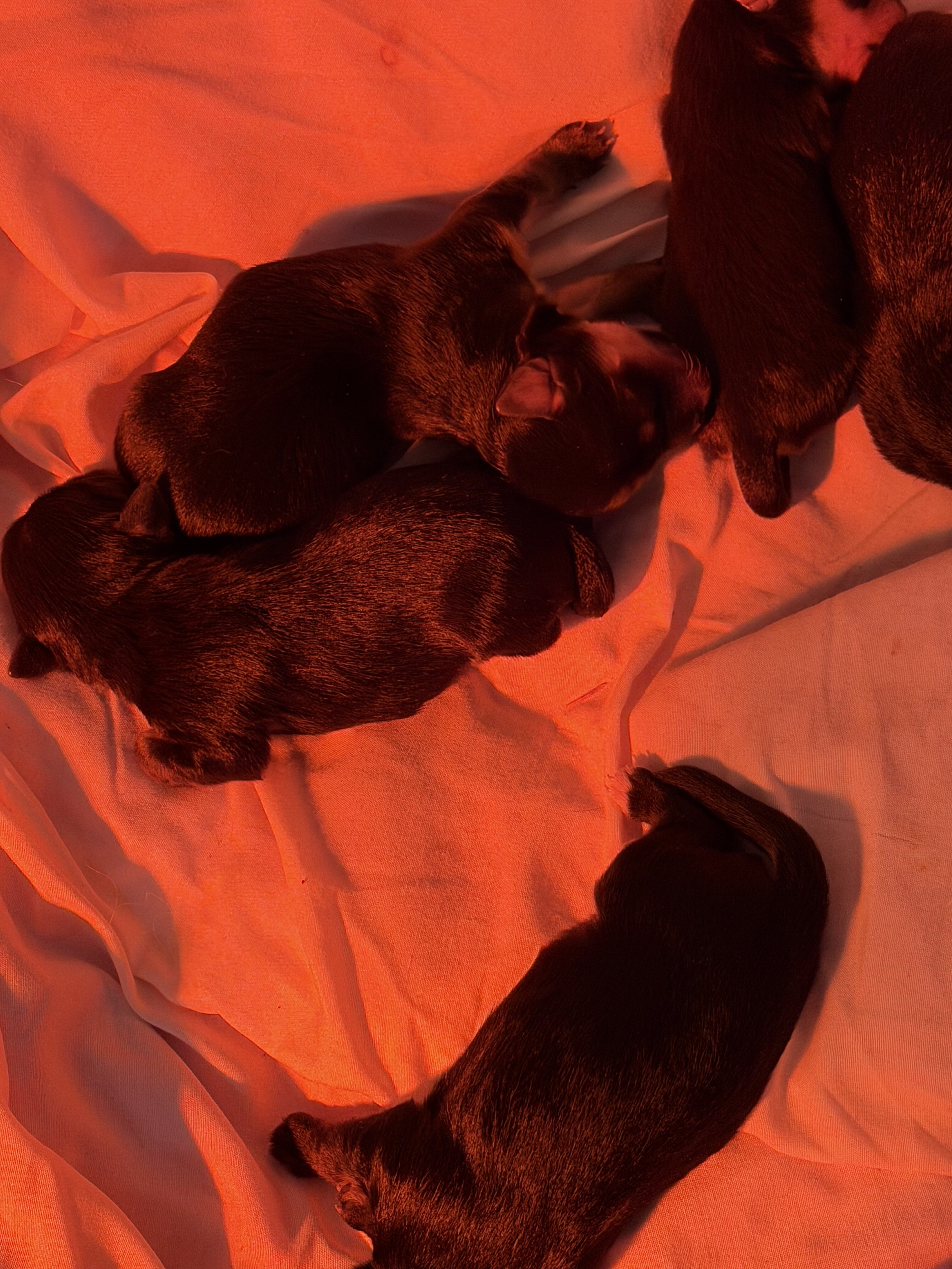 Adorable tea cup yorkie puppies 🐶 image 1