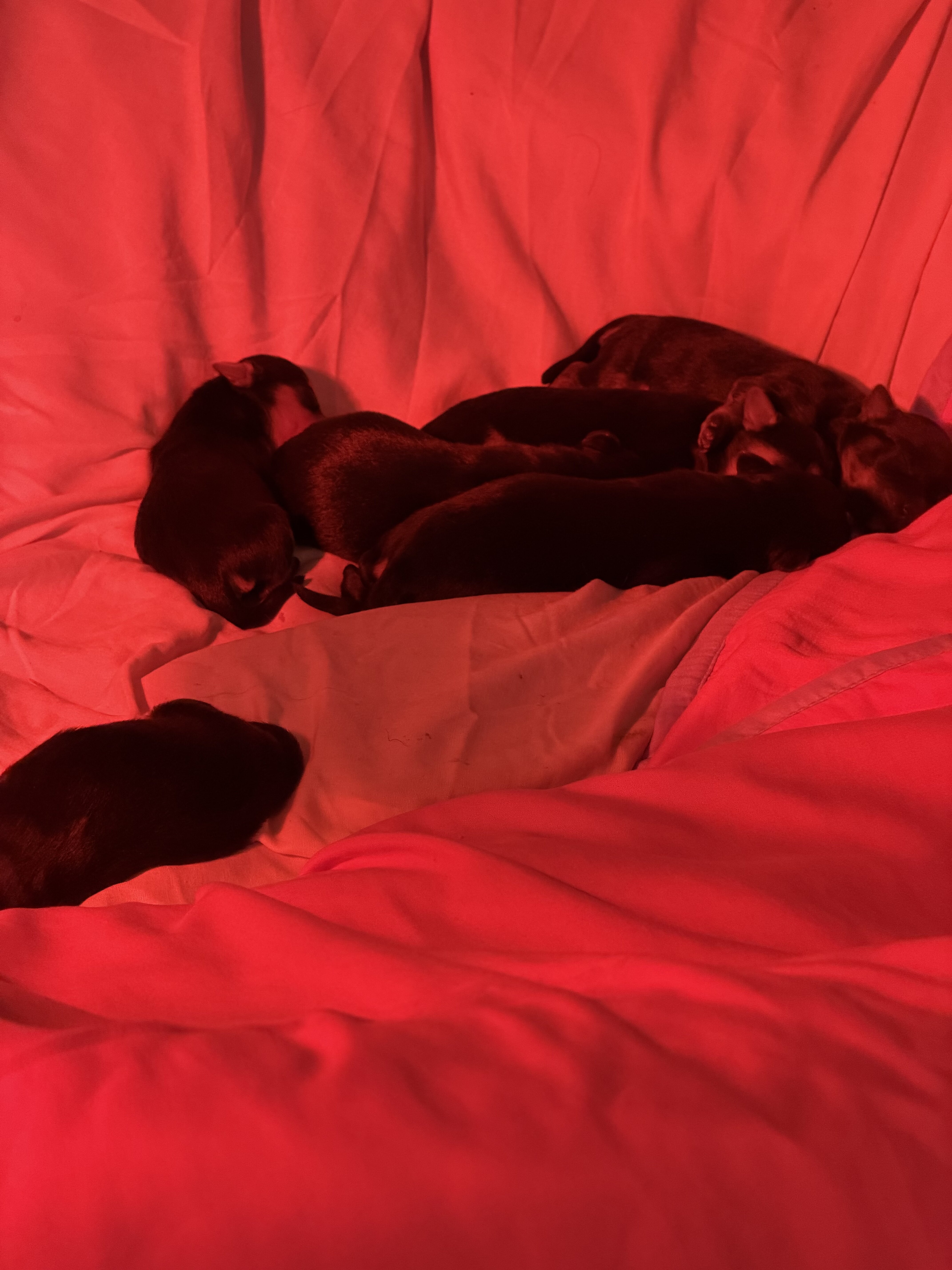 Adorable tea cup yorkie puppies 🐶 image 2