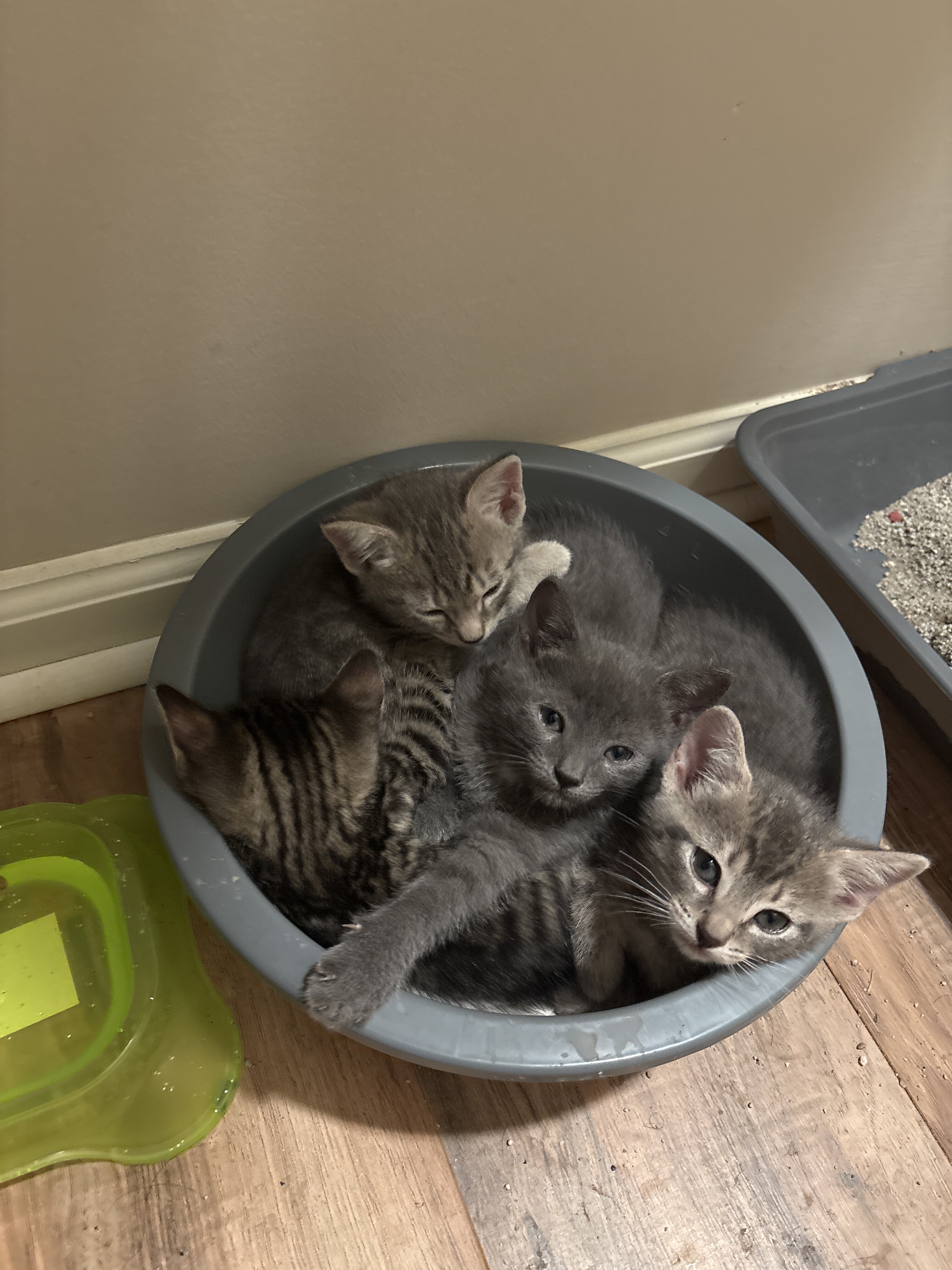 Free kittens image 1