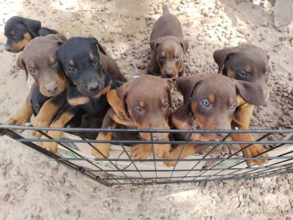 doberman puppies image 1