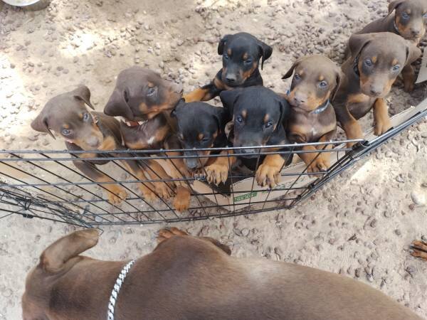 doberman puppies image 2