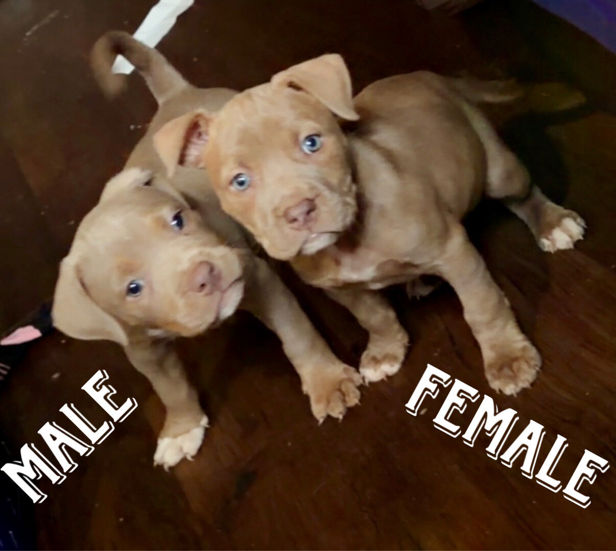 Pocket Bullies image 2