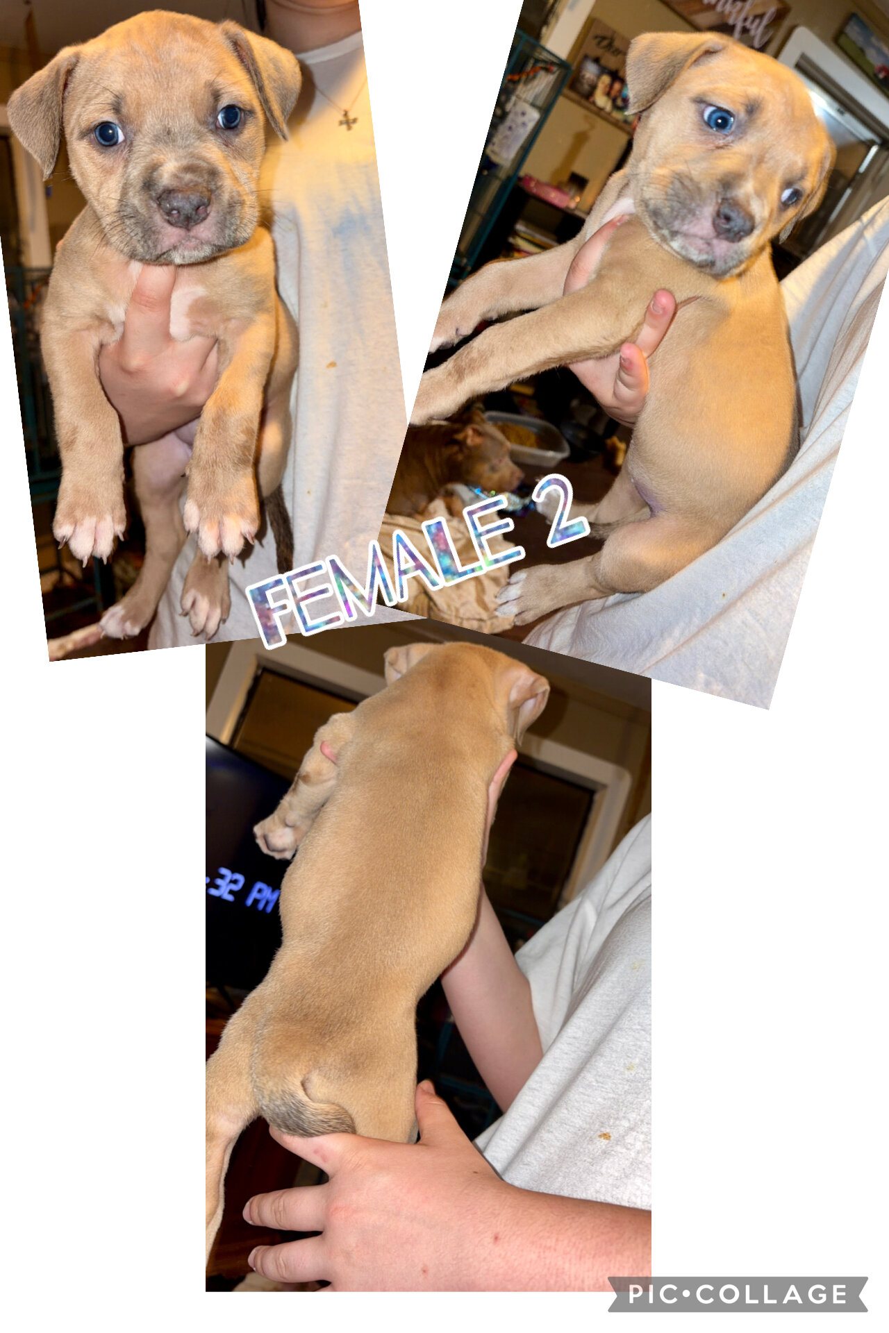 Pocket Bullies image 1