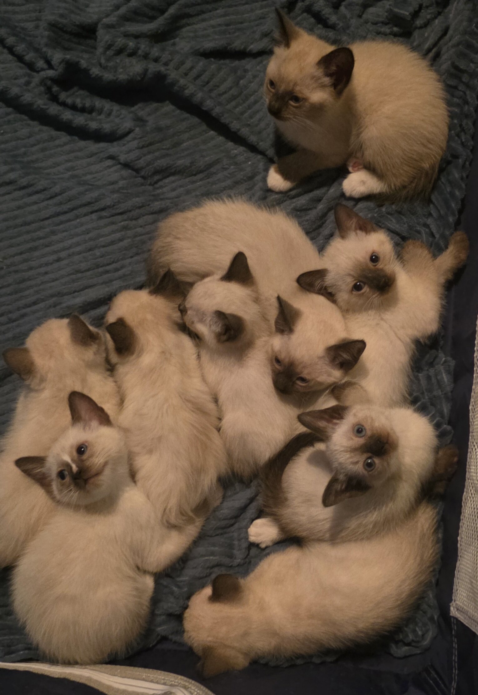 Siamese kittens image 4