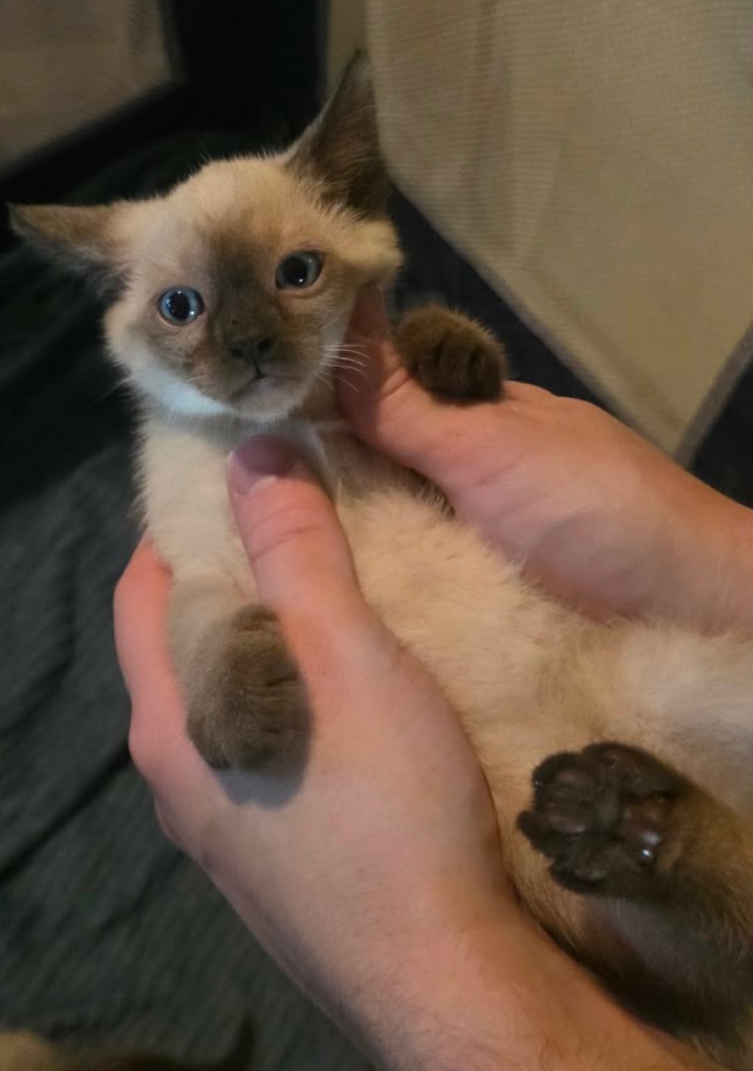 Siamese kittens image 3
