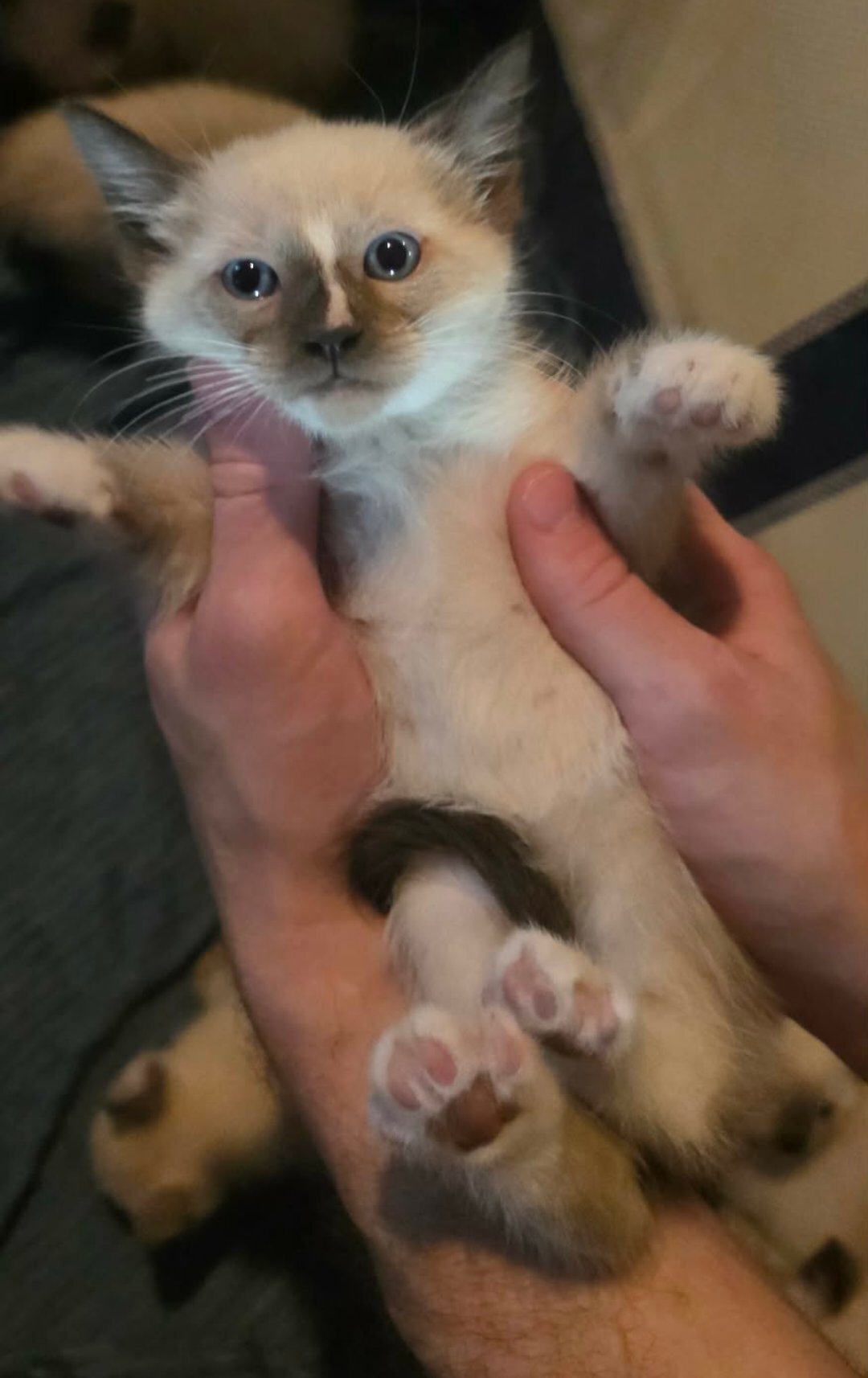Siamese kittens image 2