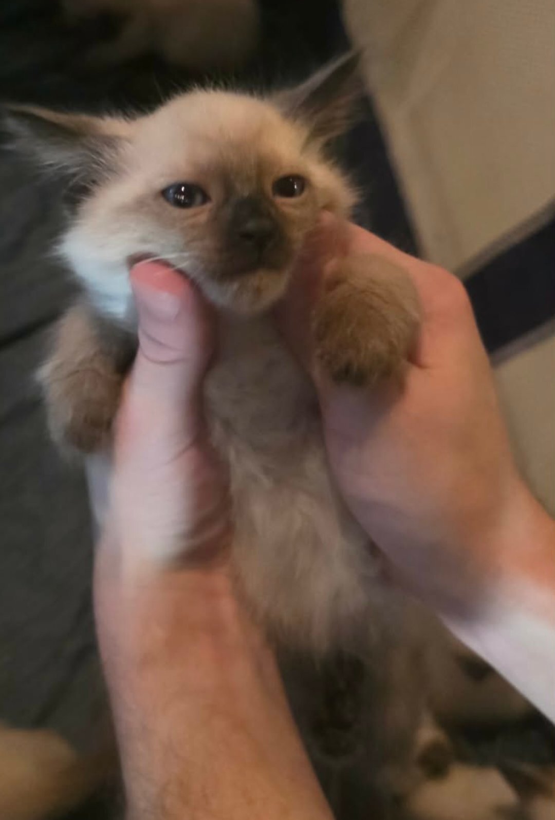 Siamese kittens image 1