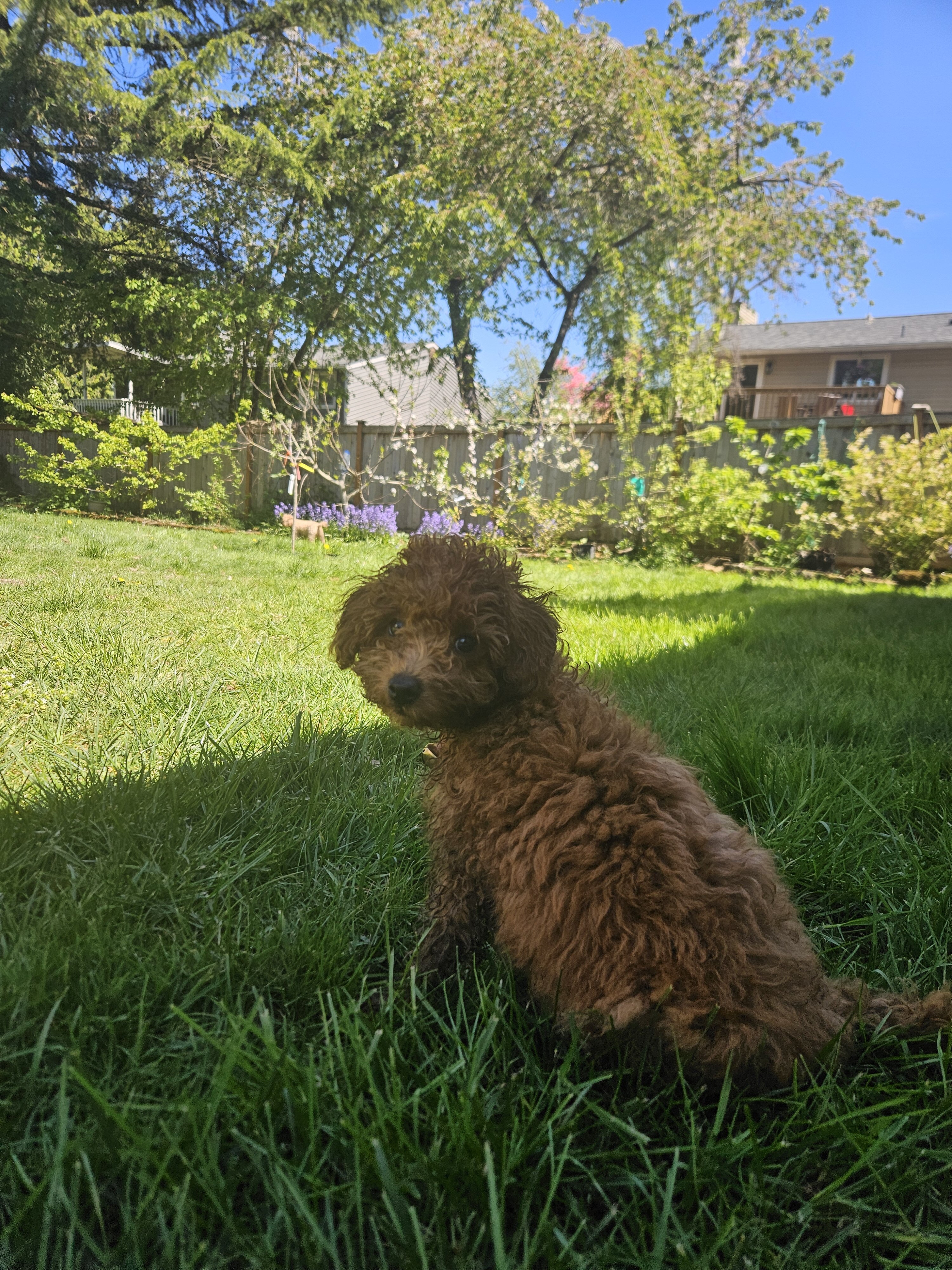 Brown Mini poddle/ rehomed already. image 1