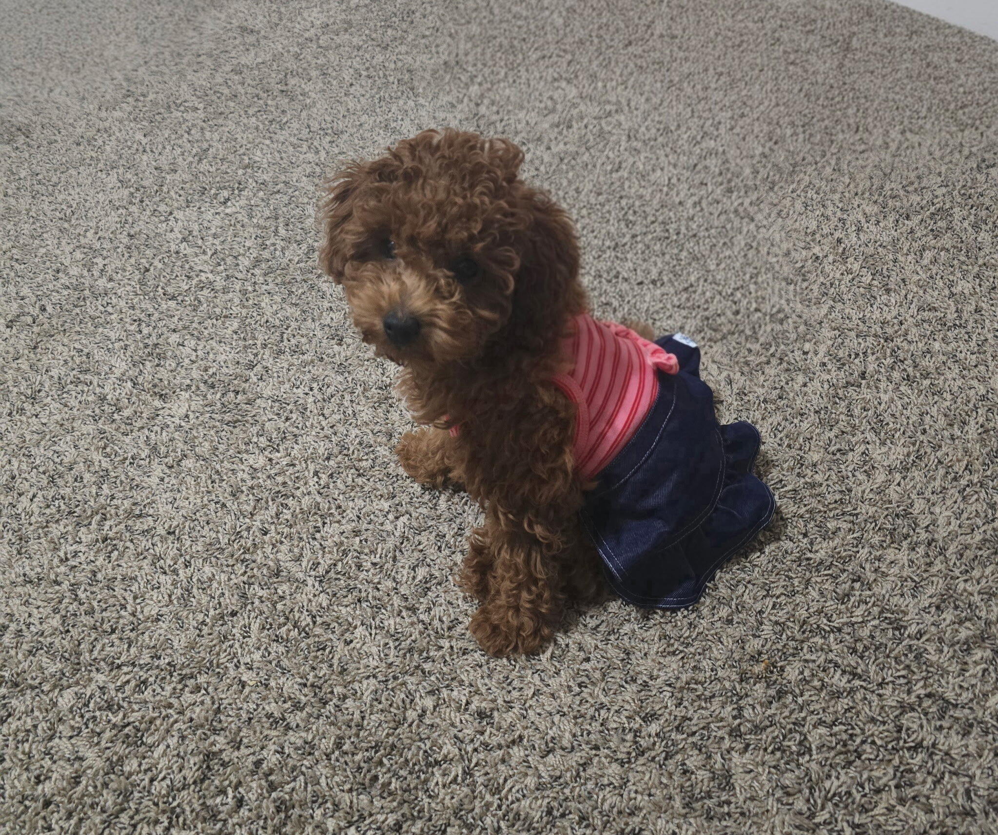 Brown Mini poddle/ rehomed already. image 2