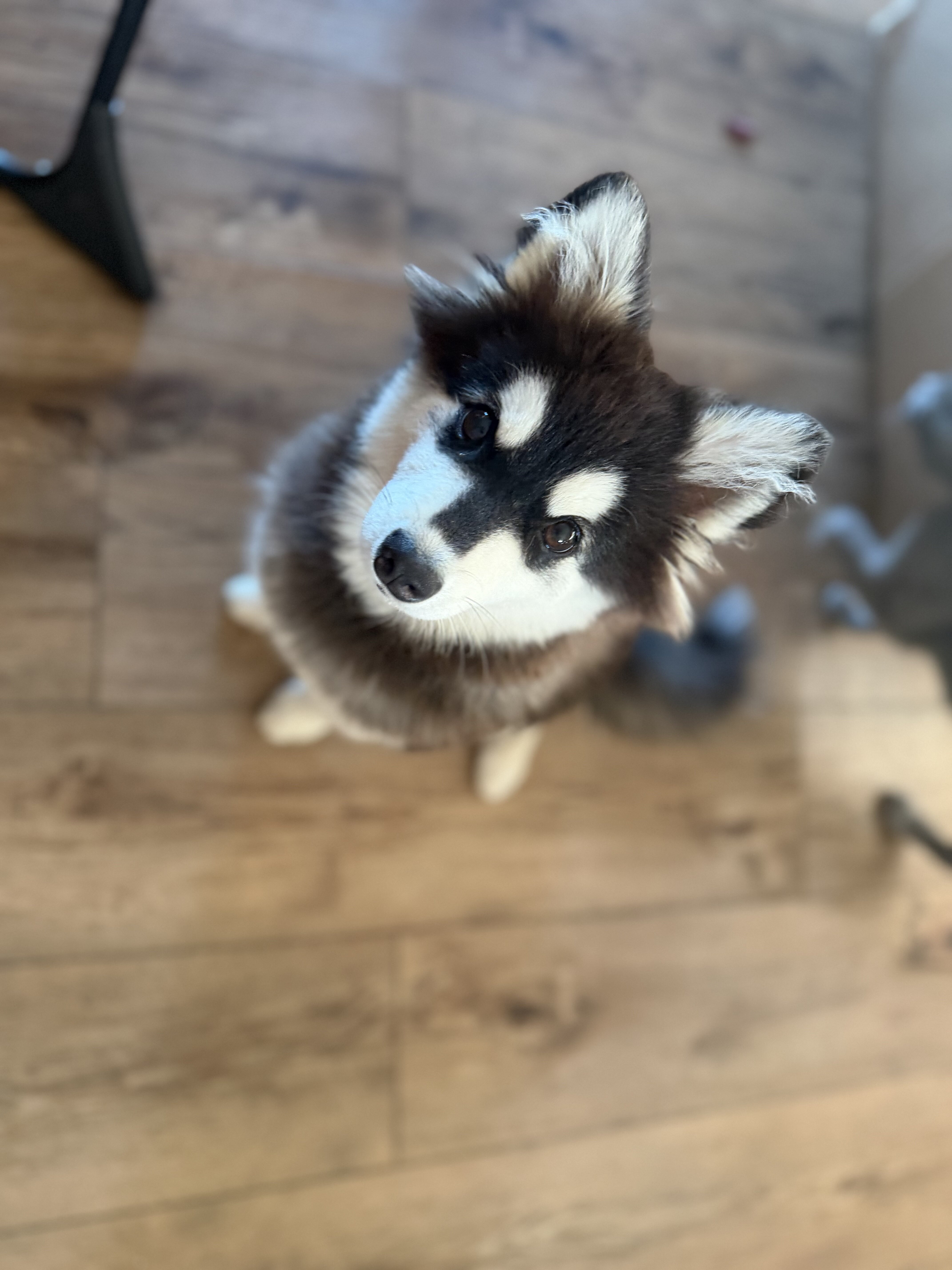 Alaskan Klee Kia puppy image 1