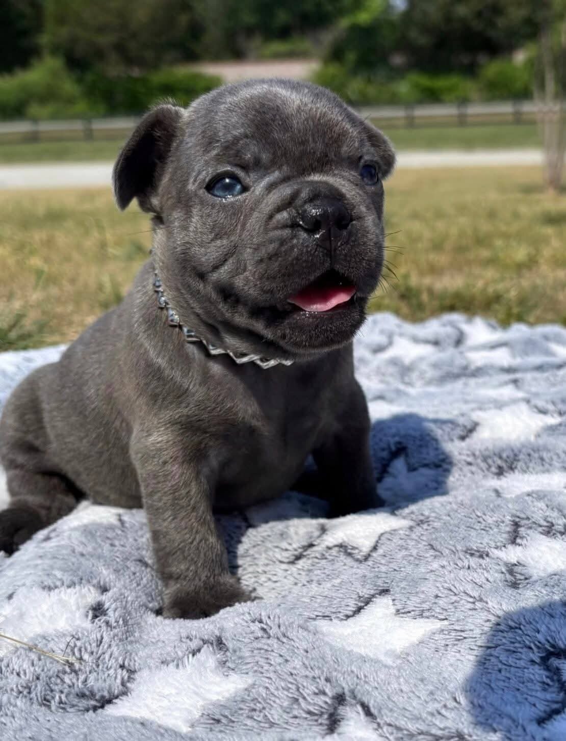 AKC quality French Bulldog Puppy for free adoption image 4