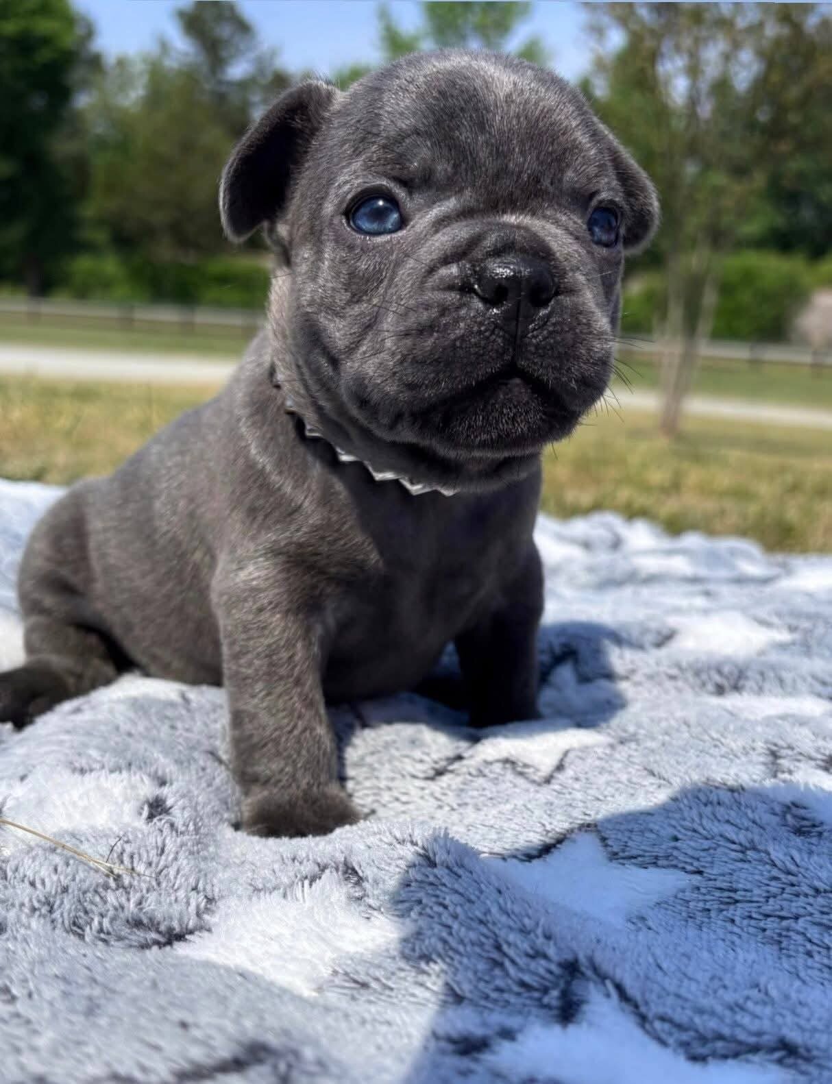 AKC quality French Bulldog Puppy for free adoption image 3