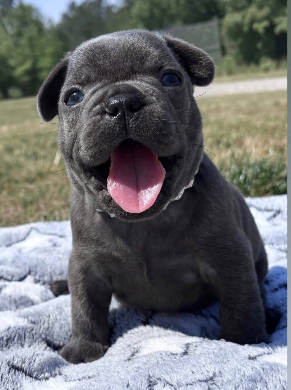 AKC quality French Bulldog Puppy for free adoption image 2