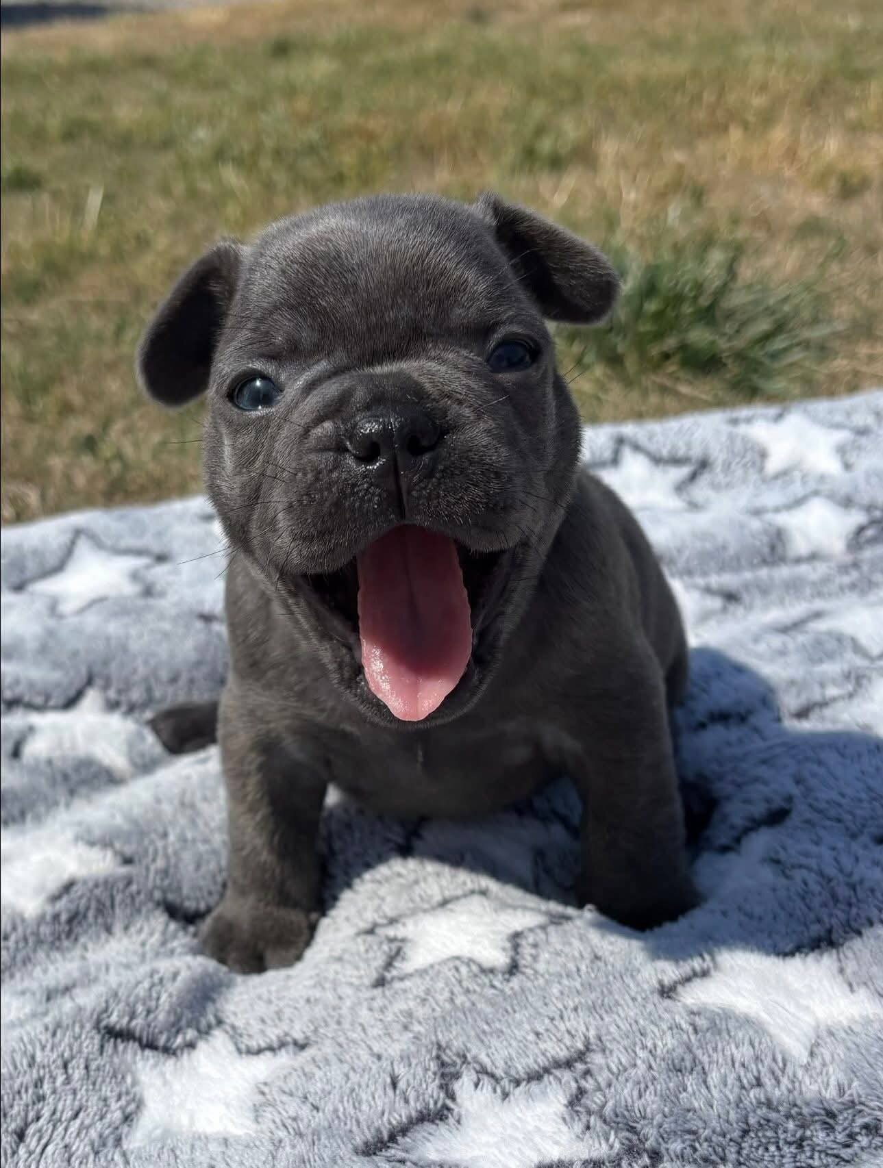 AKC quality French Bulldog Puppy for free adoption image 1