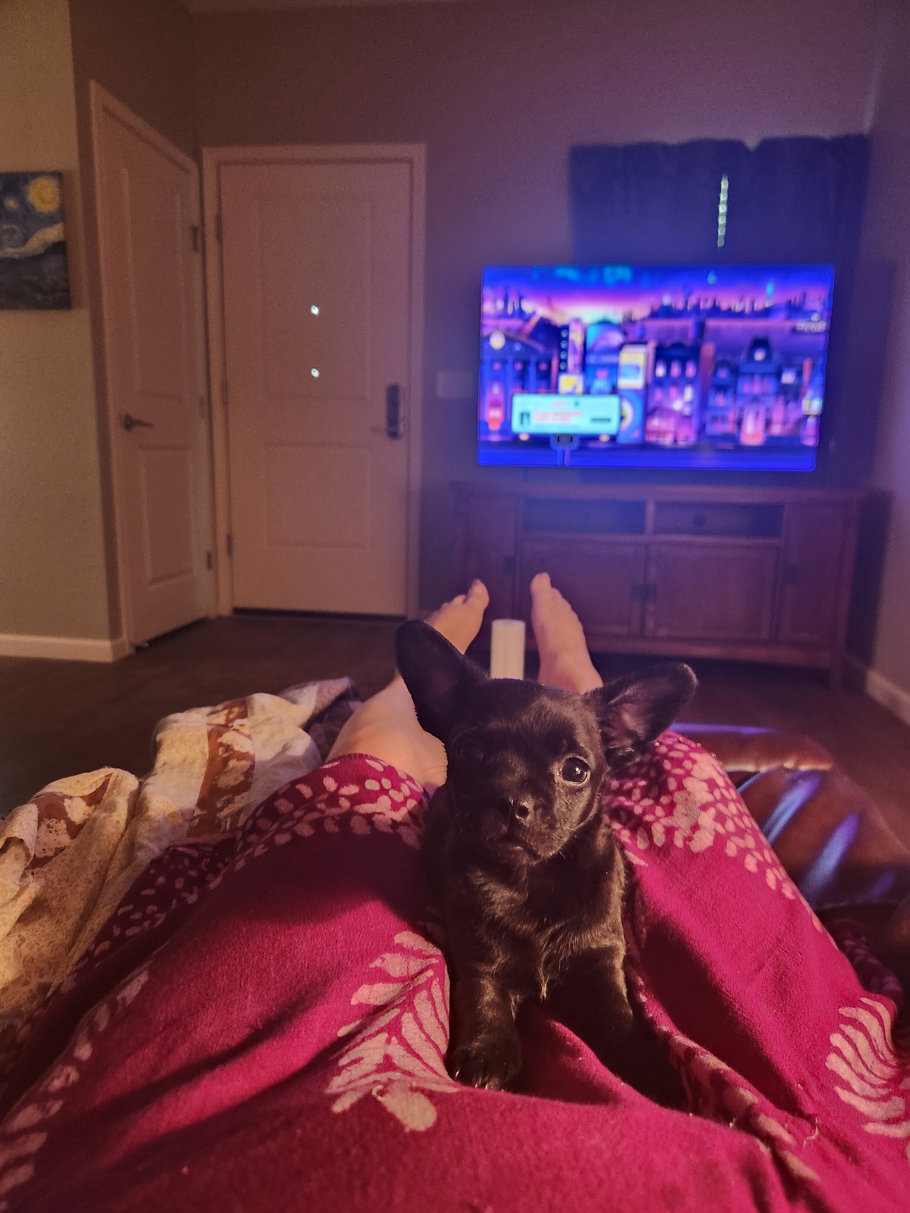 French bulldog puppy image 1