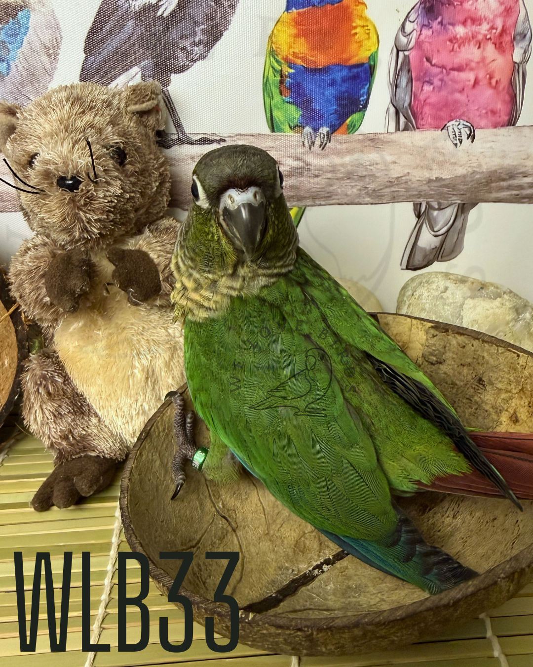 Green Cheek Conure — VERY SWEET image 3
