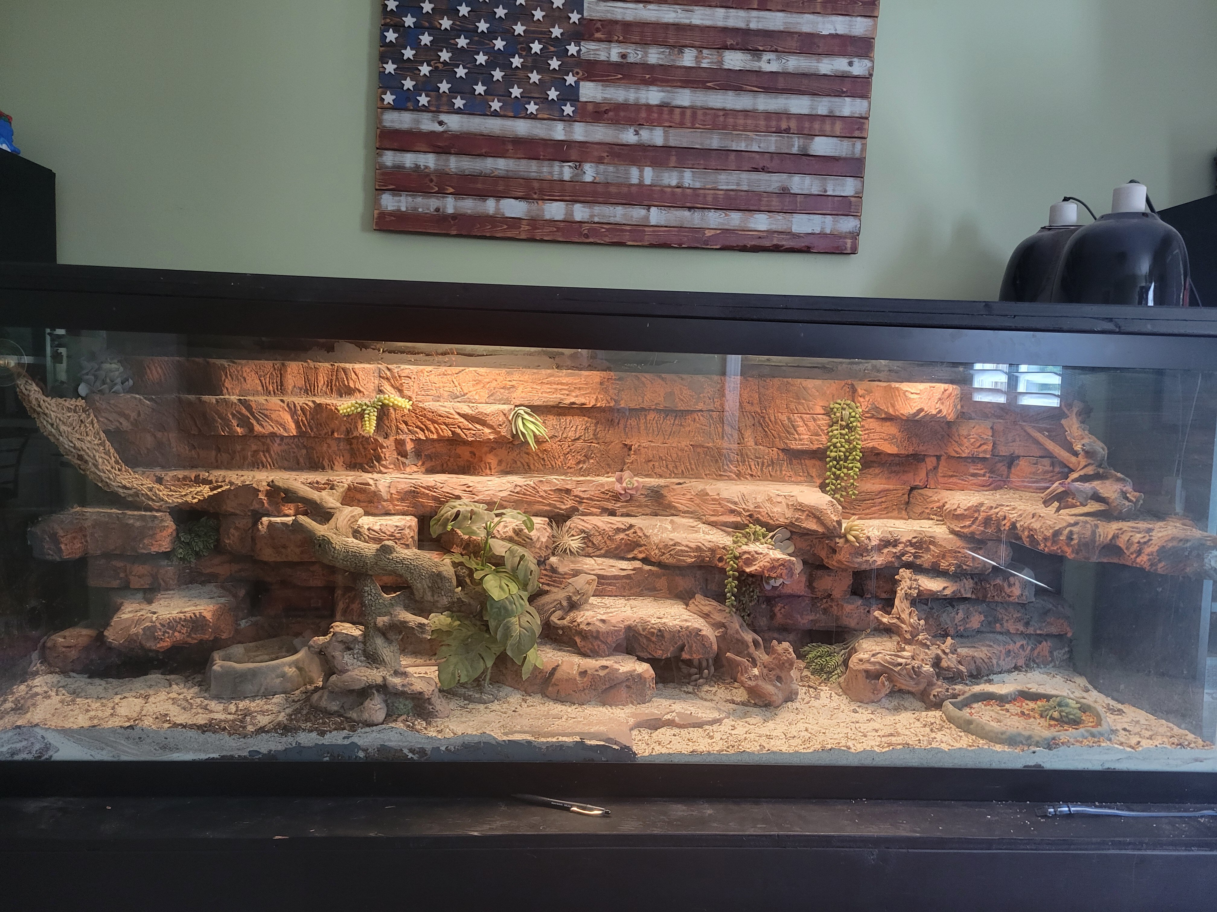 100 gallon terrarium including Bearded Dragon image 2