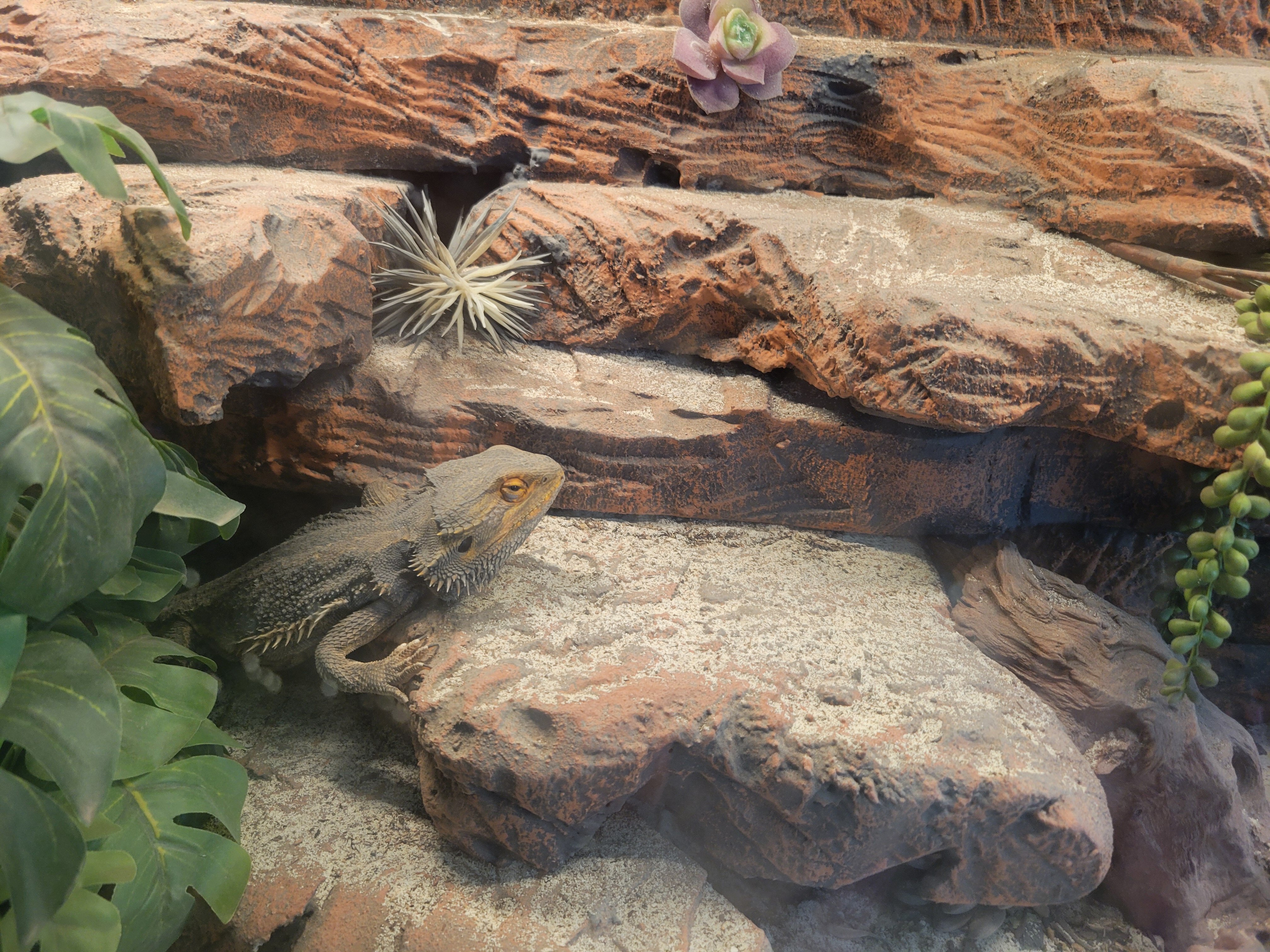 100 gallon terrarium including Bearded Dragon image 1